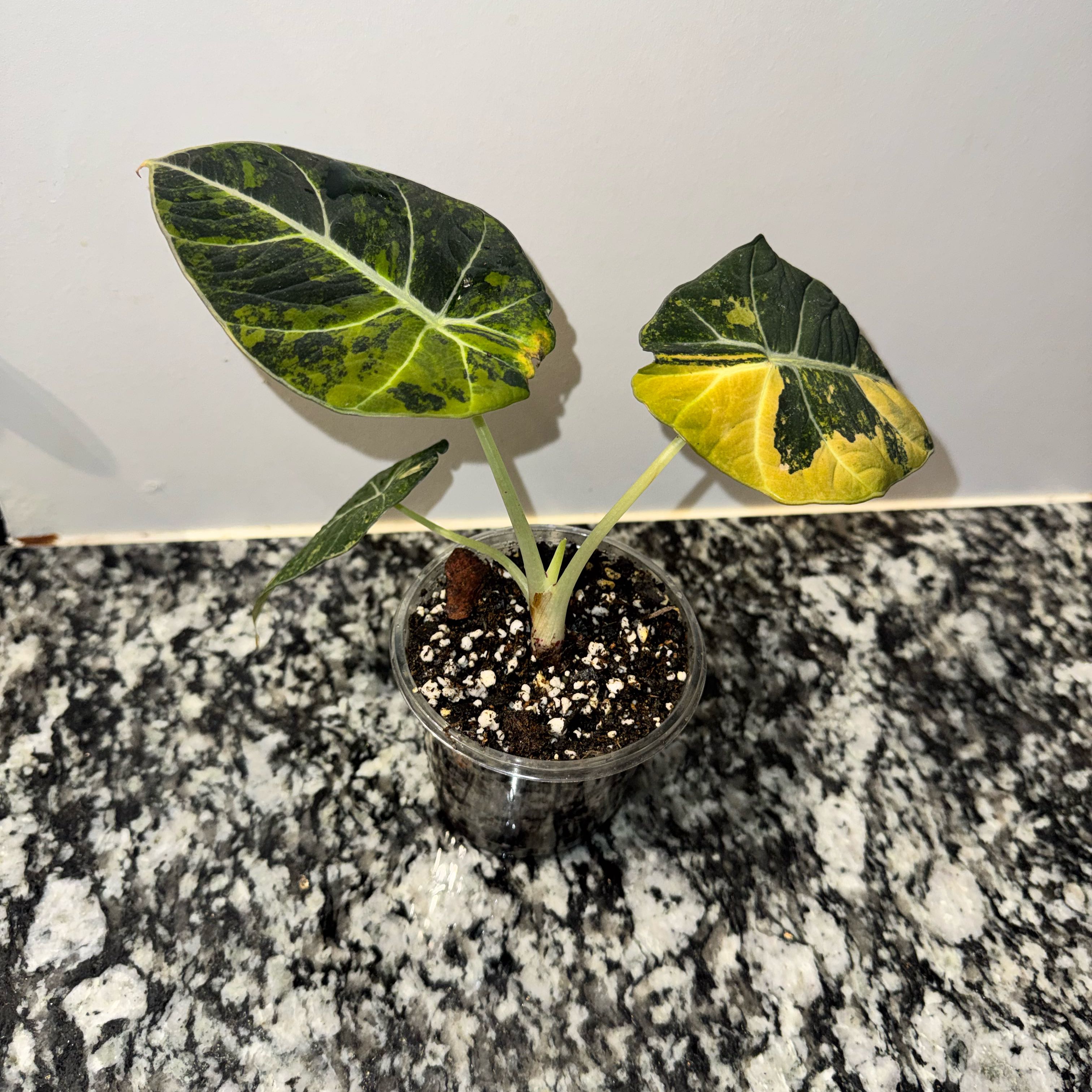 Photo of the plant species Alocasia Gold Black Velvet by @TrueBluebroom named Emerson on Greg, the plant care app