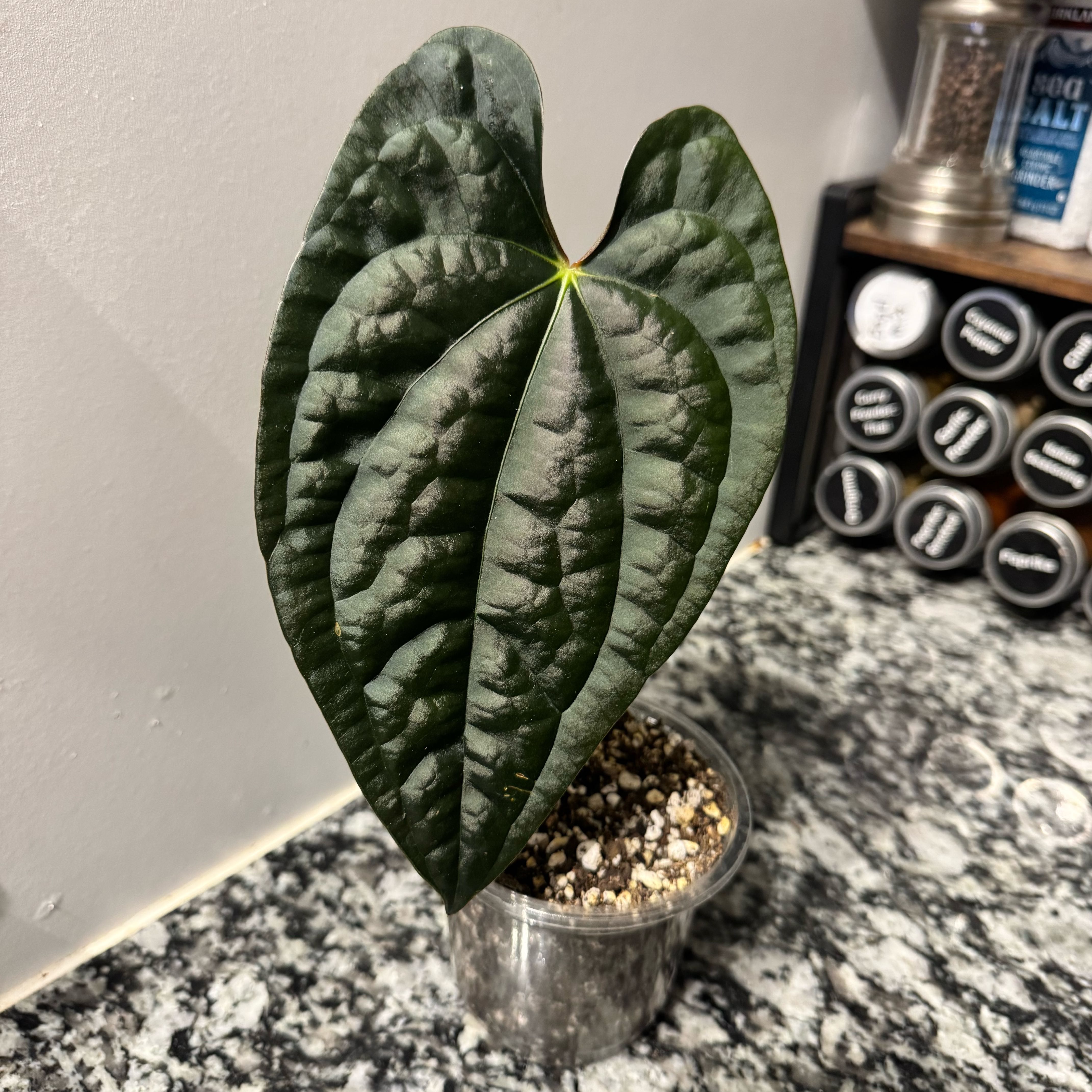 Photo of the plant species Anthurium Luxurians by @TrueBluebroom named Lexi on Greg, the plant care app