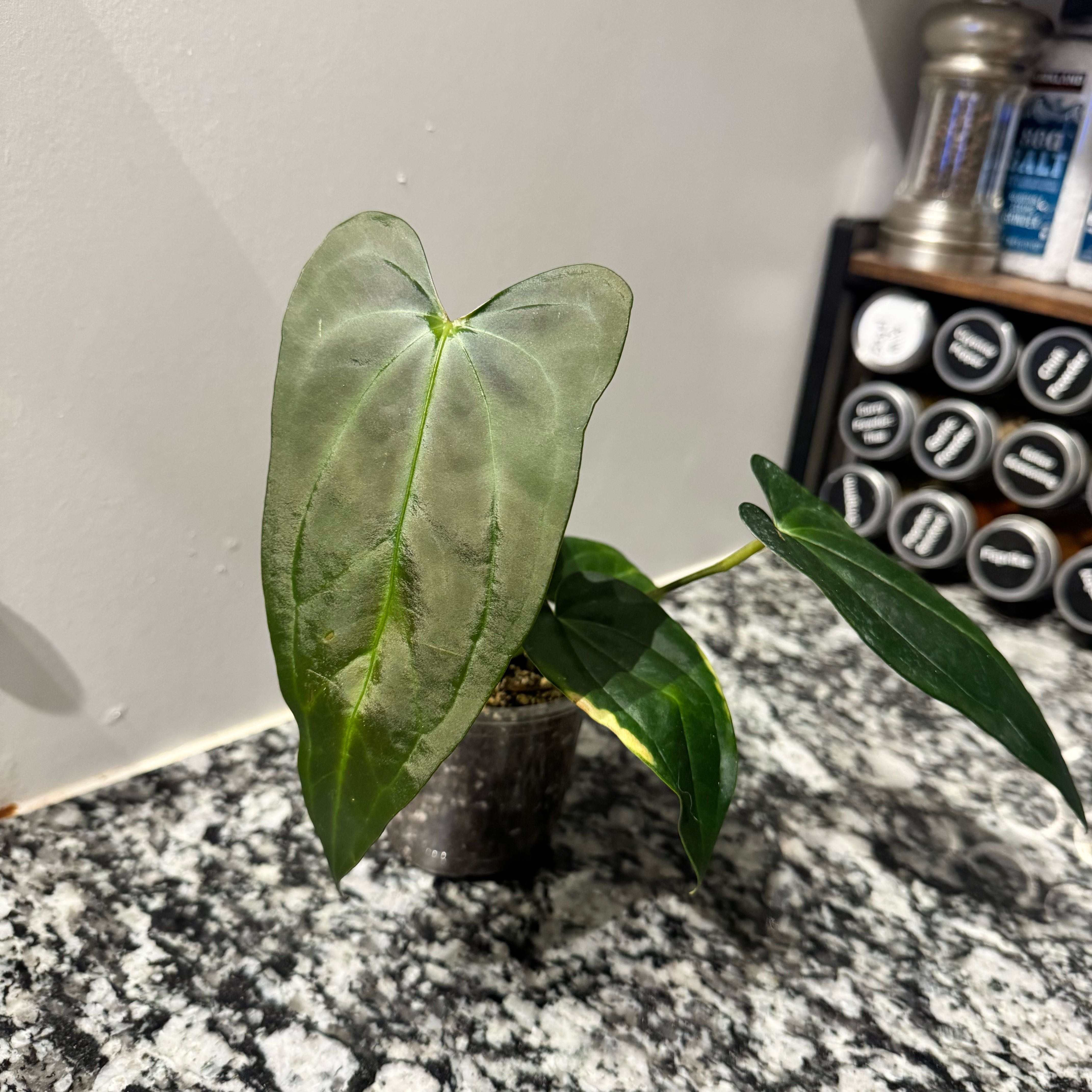 Photo of the plant species Anthurium papillilaminum by @TrueBluebroom named Plato on Greg, the plant care app