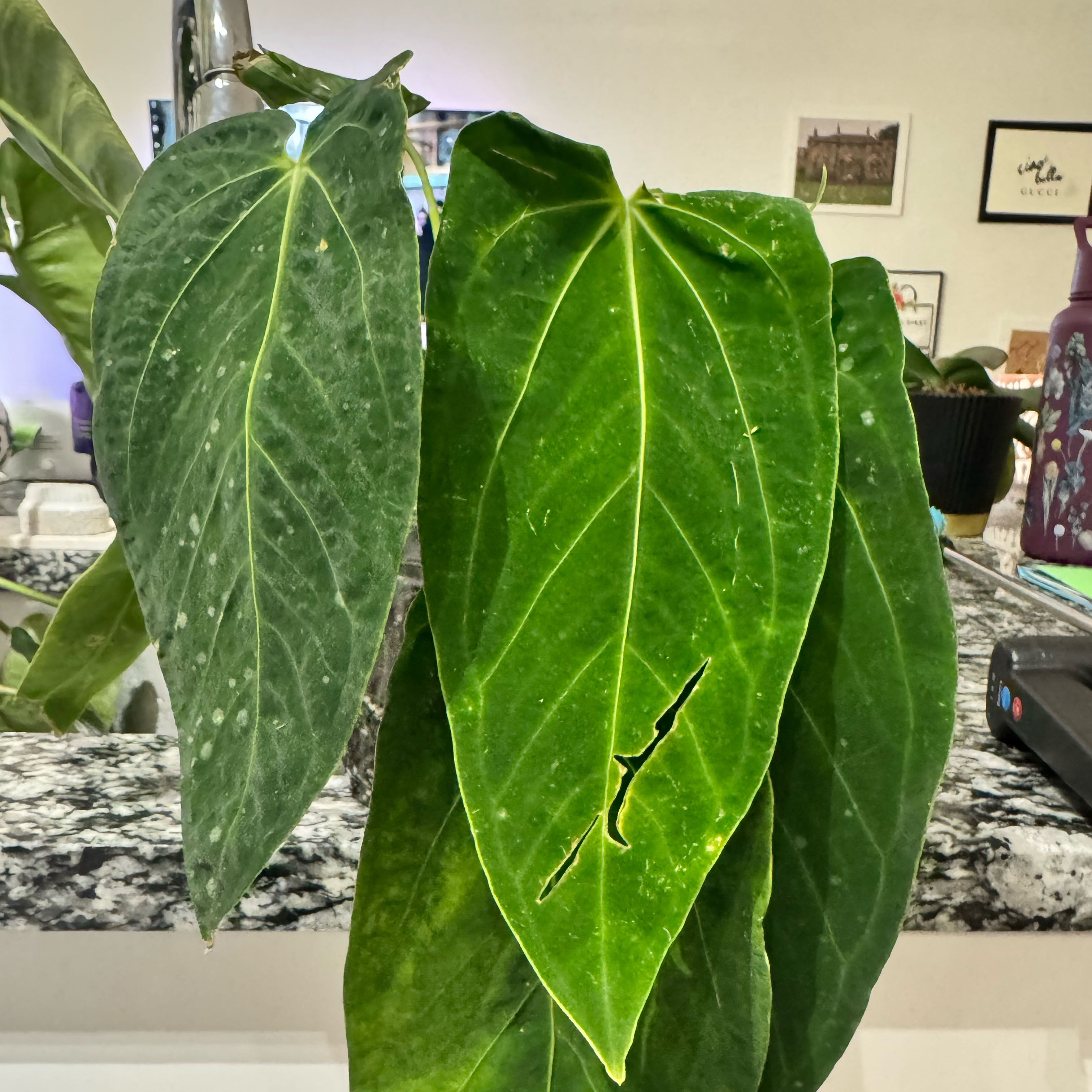 Photo of the plant species Anthurium Xenomorph by @TrueBluebroom named Papi Queen on Greg, the plant care app