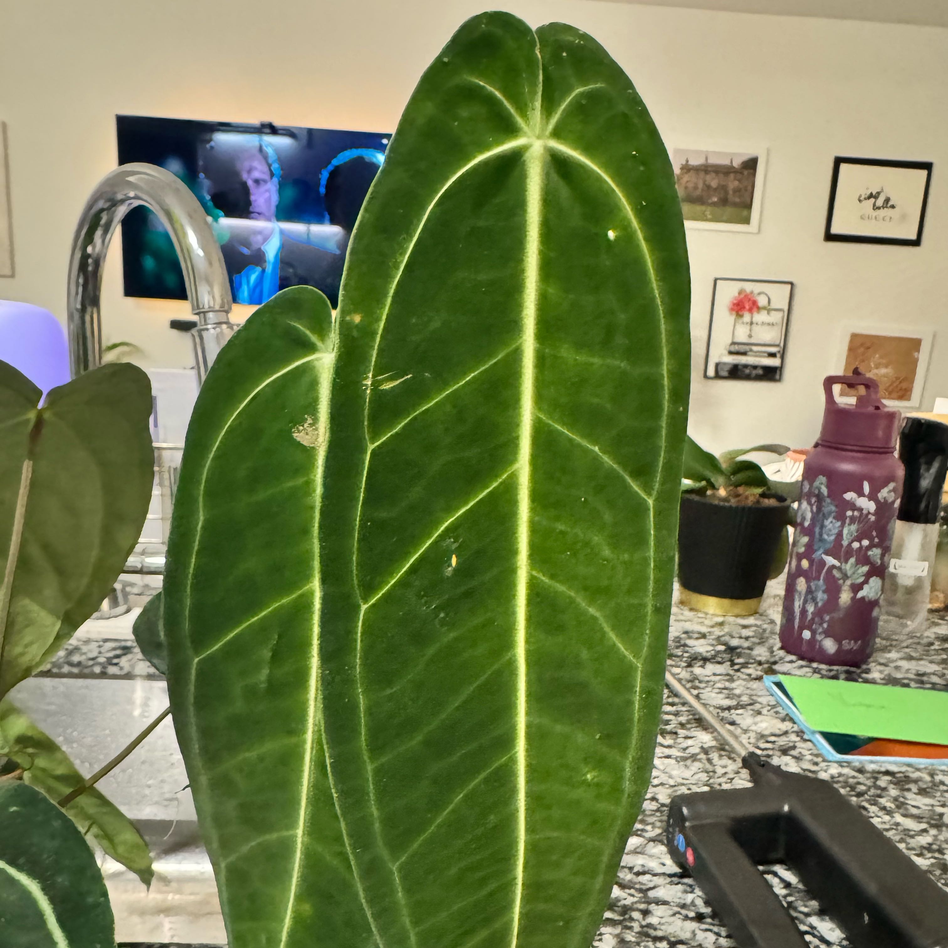 Photo of the plant species Anthurium warocqueanum by @TrueBluebroom named Fernie Saunders on Greg, the plant care app
