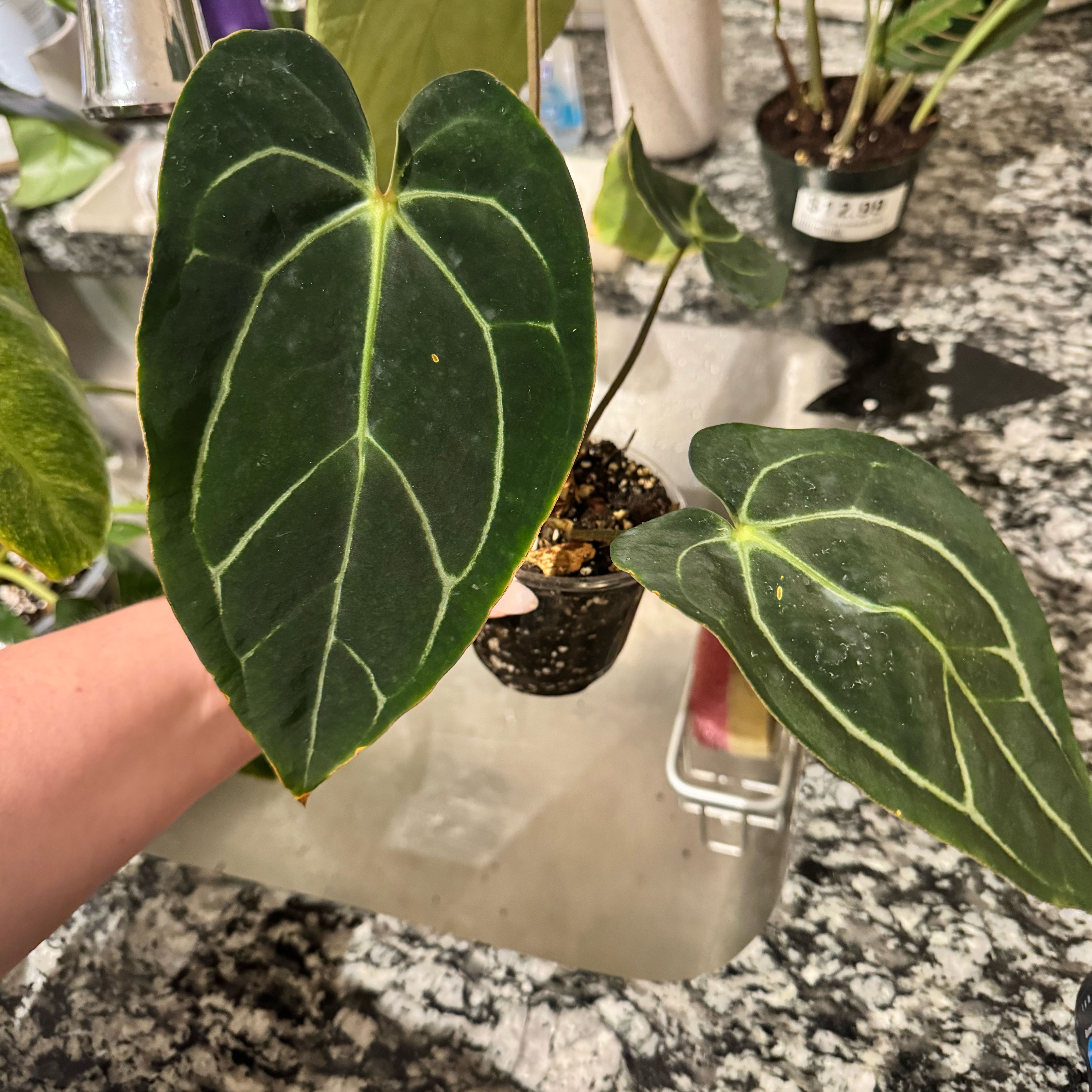 Photo of the plant species Anthurium magnificum x crystallinum by @TrueBluebroom named Hemingway on Greg, the plant care app