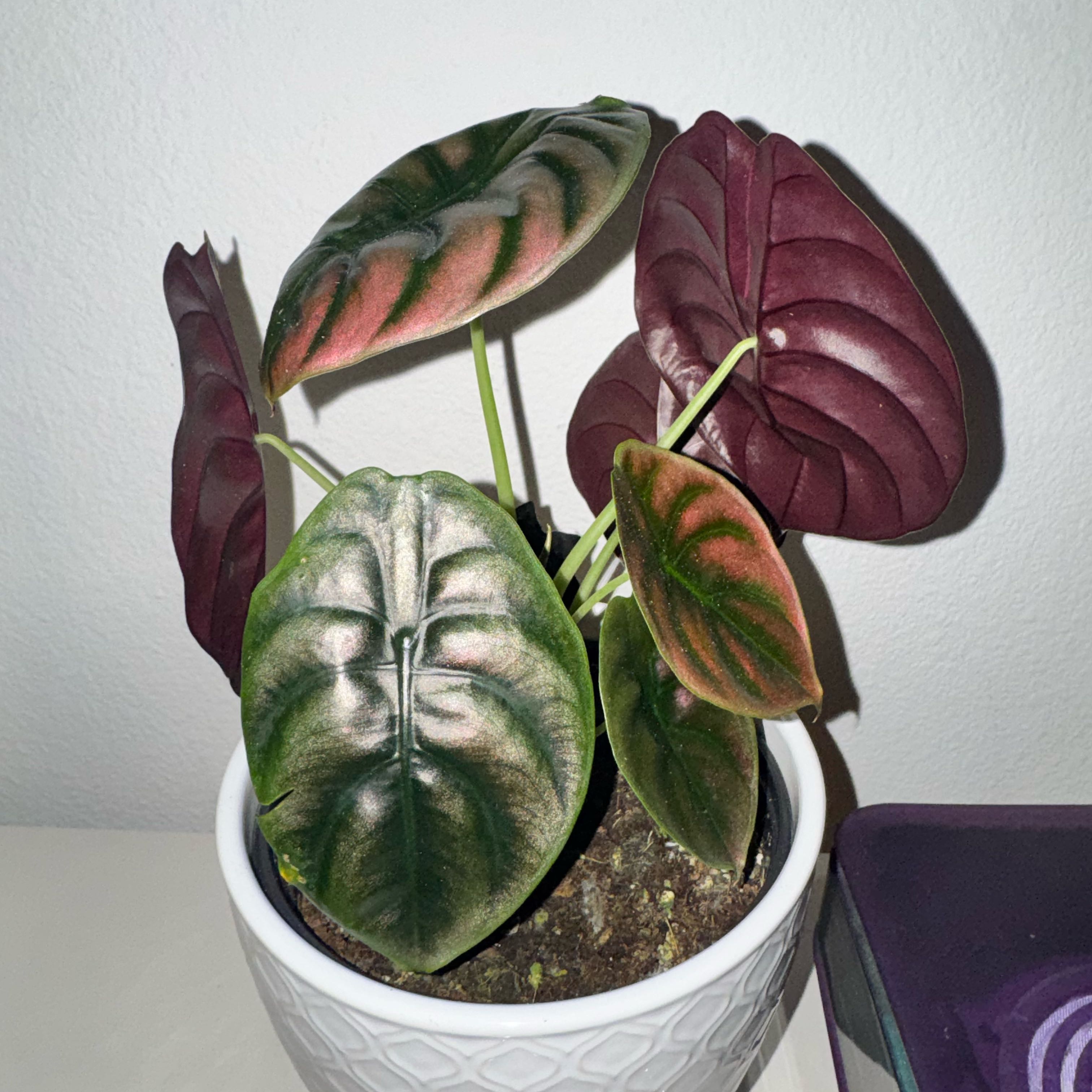 Photo of the plant species Alocasia Cuprea by @TrueBluebroom named Forrest on Greg, the plant care app