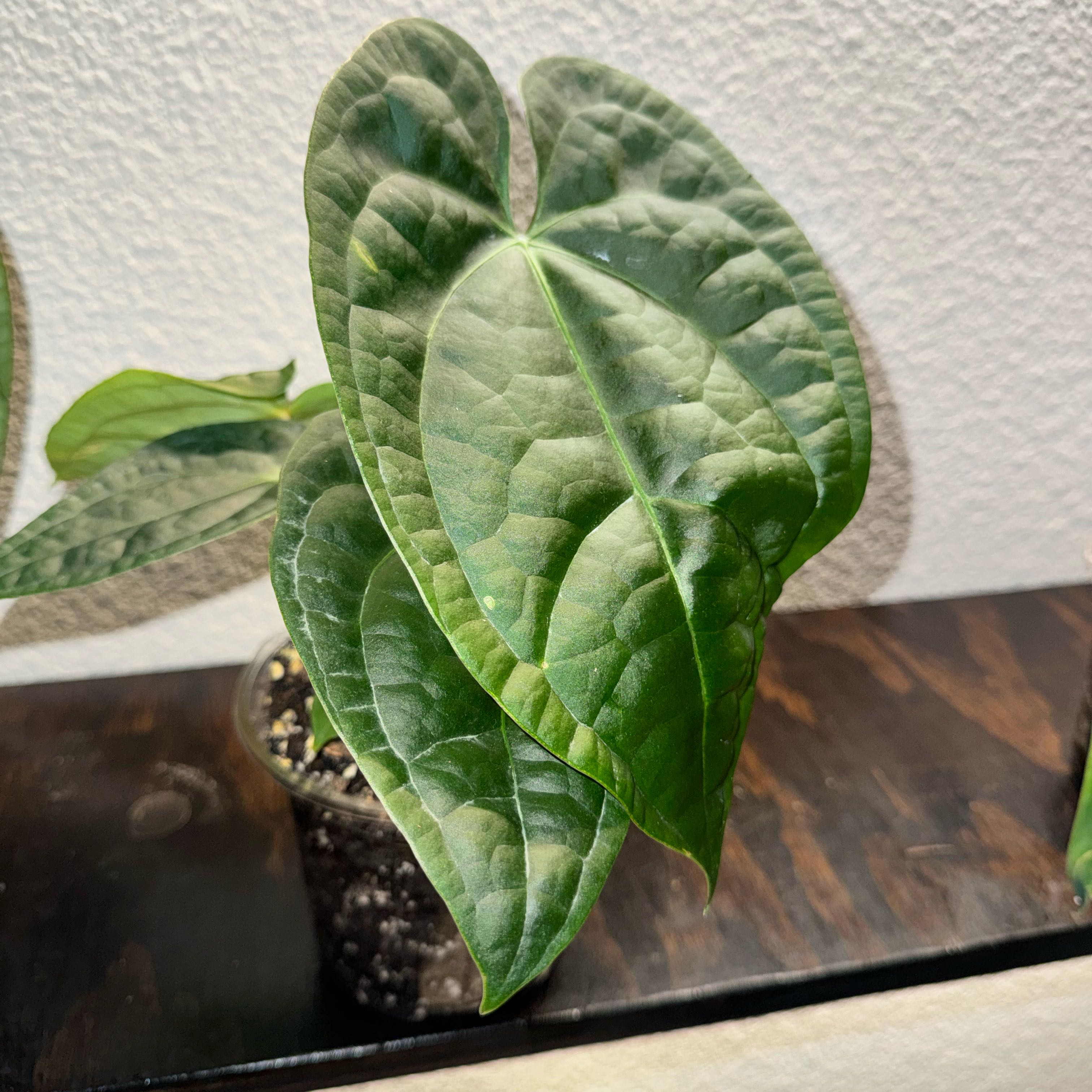 Photo of the plant species Anthurium radicans luxurians Hybrid by @TrueBluebroom named Messi on Greg, the plant care app