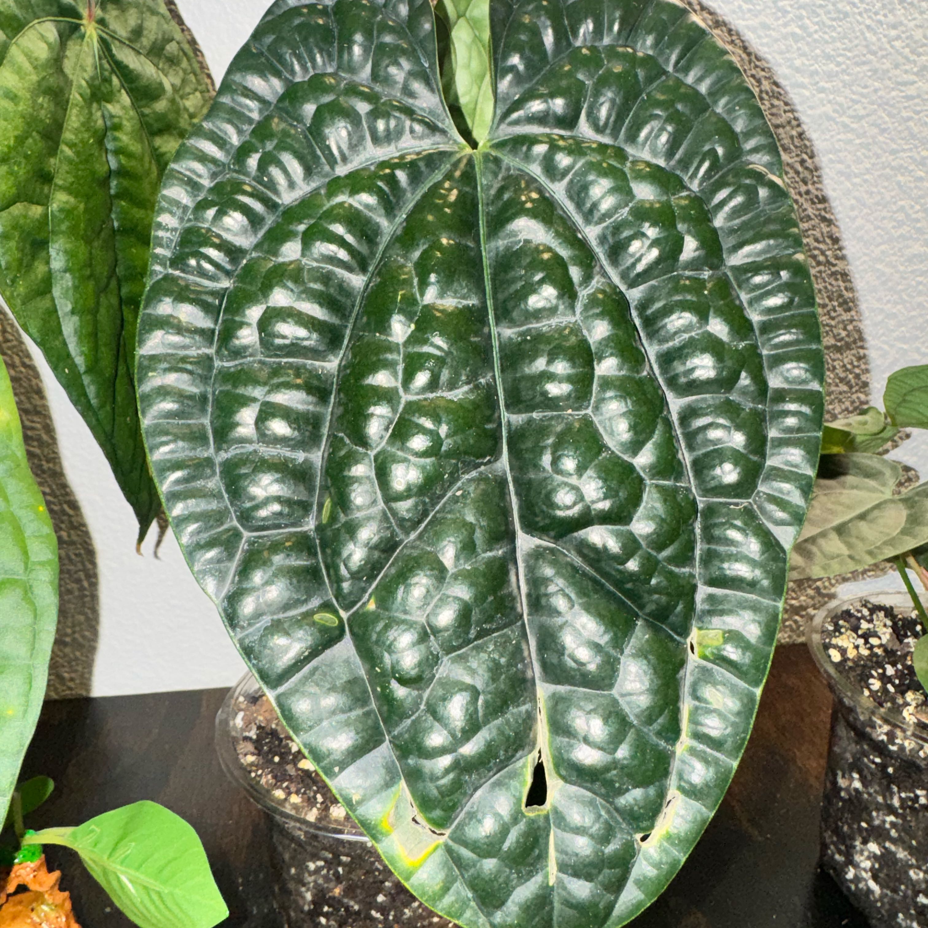 Photo of the plant species Anthurium Luxurians by @TrueBluebroom named Andarna on Greg, the plant care app