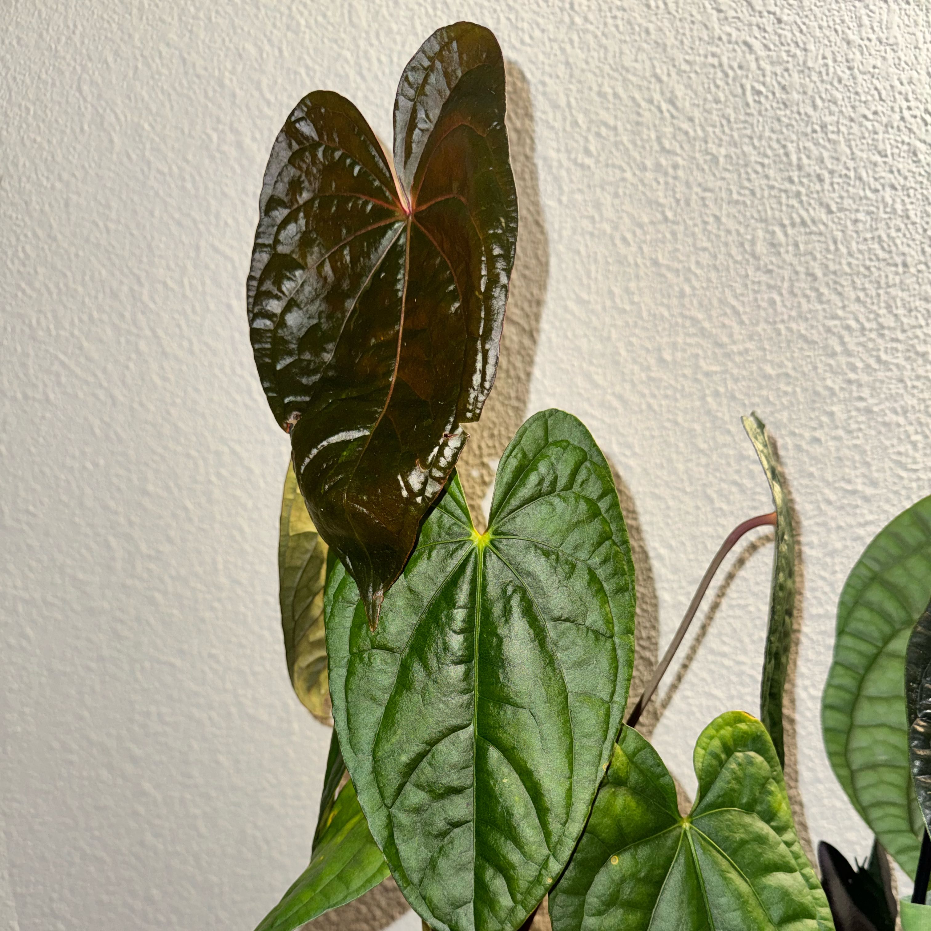Photo of the plant species Anthurium 'Red Dark Phoenix' × luxurians. by @TrueBluebroom named Bodhi on Greg, the plant care app