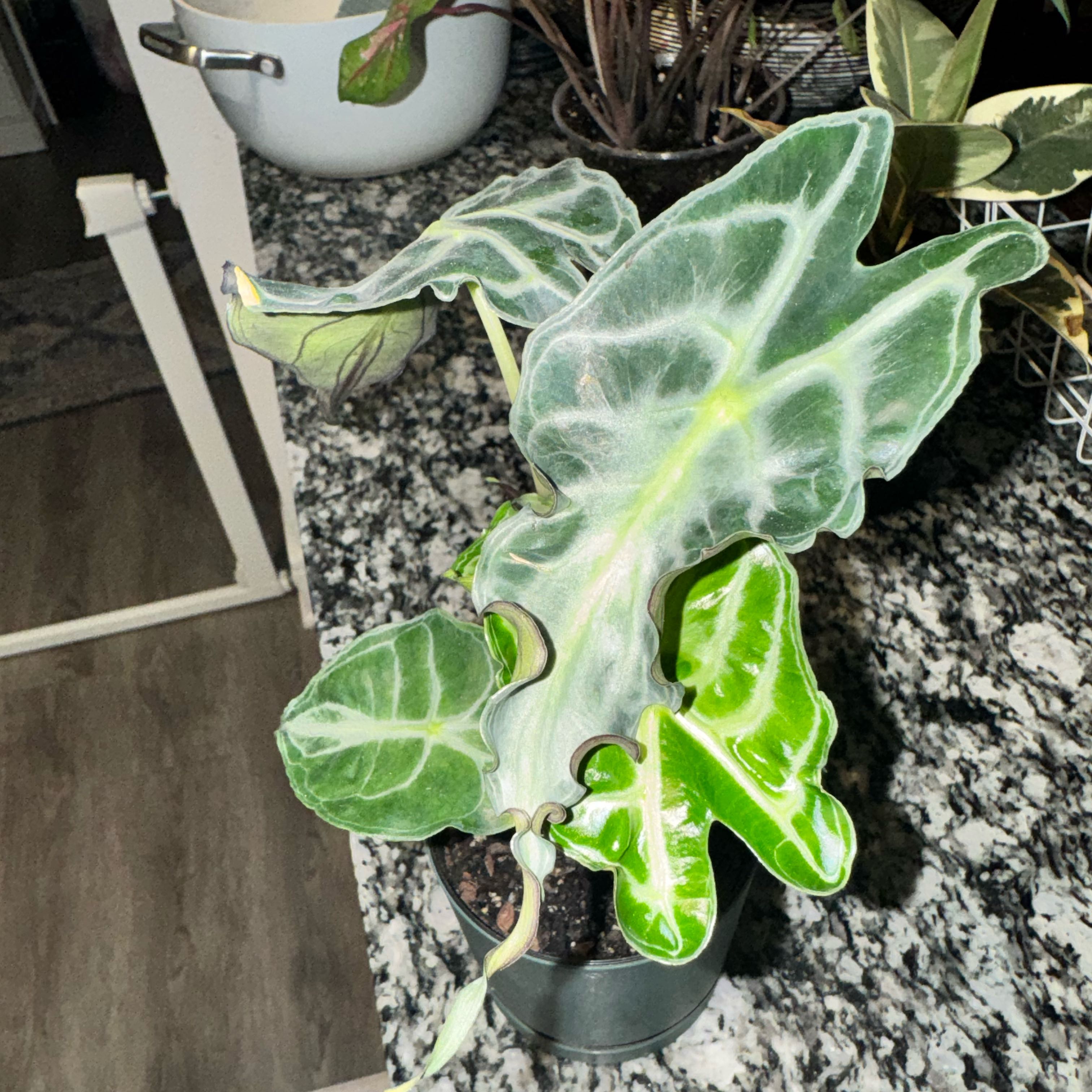 Photo of the plant species Alocasia 'Venom' by @TrueBluebroom named Foxxy on Greg, the plant care app