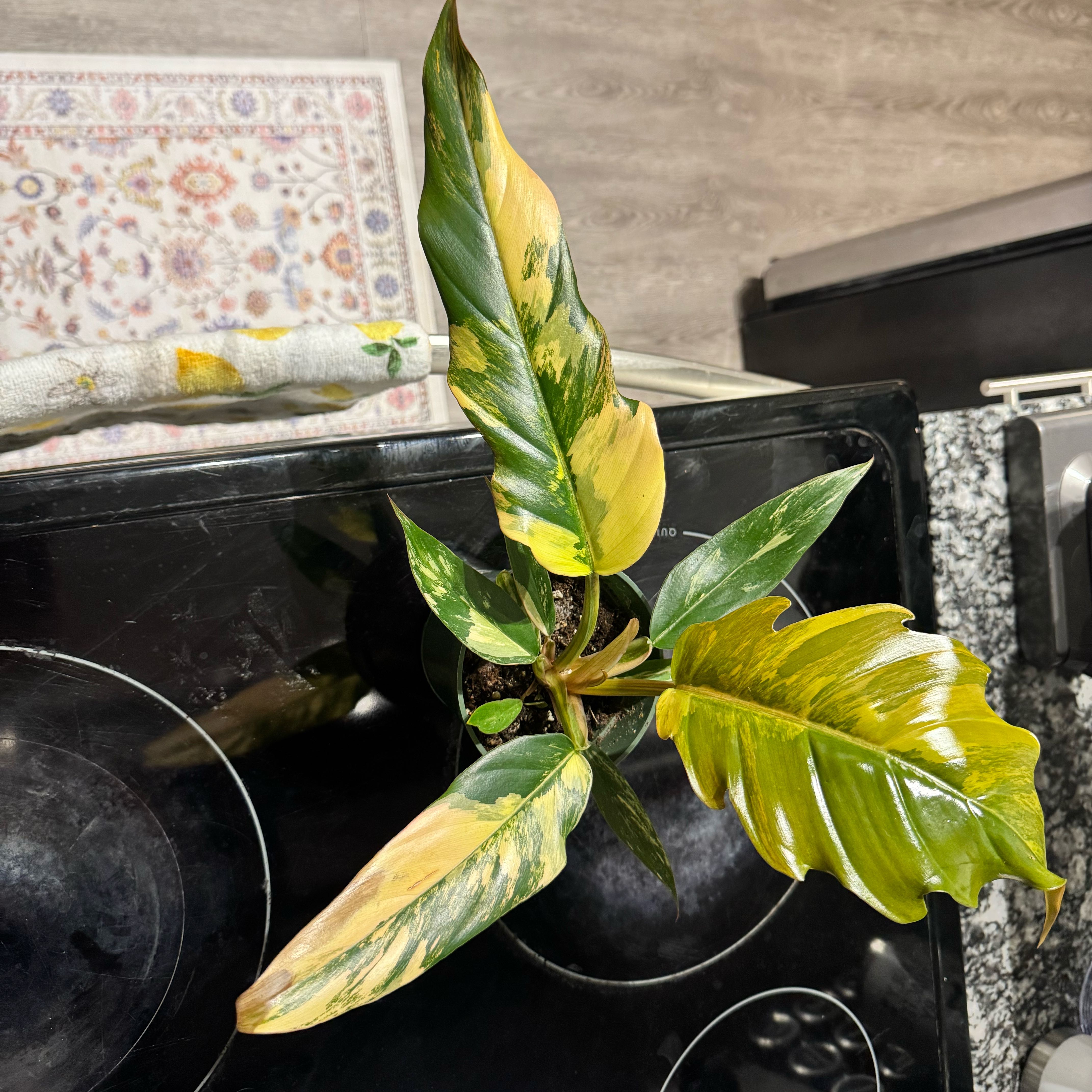 Photo of the plant species Caramel Marble Philodendron by @TrueBluebroom named Watson on Greg, the plant care app