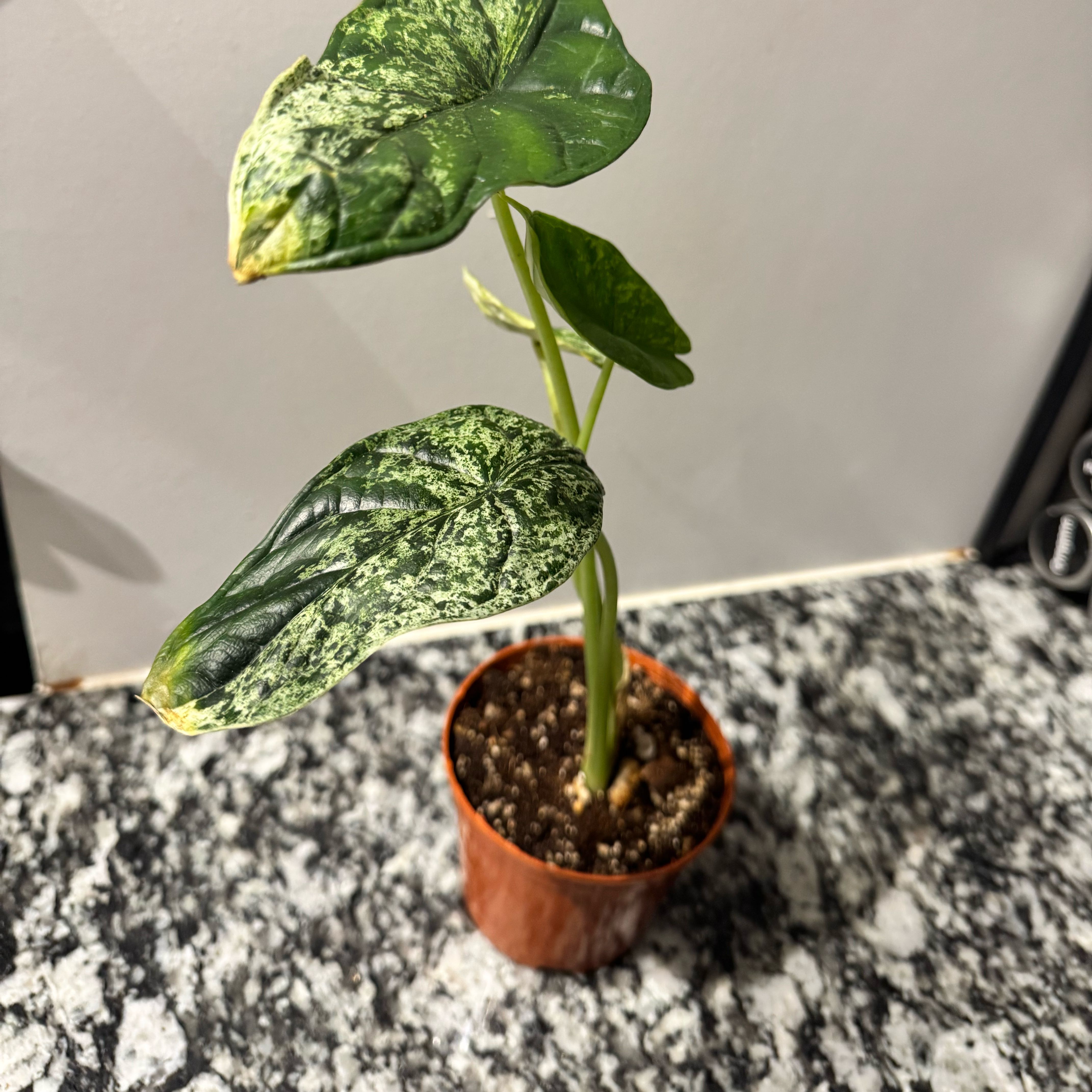 Photo of the plant species Alocasia Dragon Scale mint Verigated by @TrueBluebroom named Marilyn on Greg, the plant care app