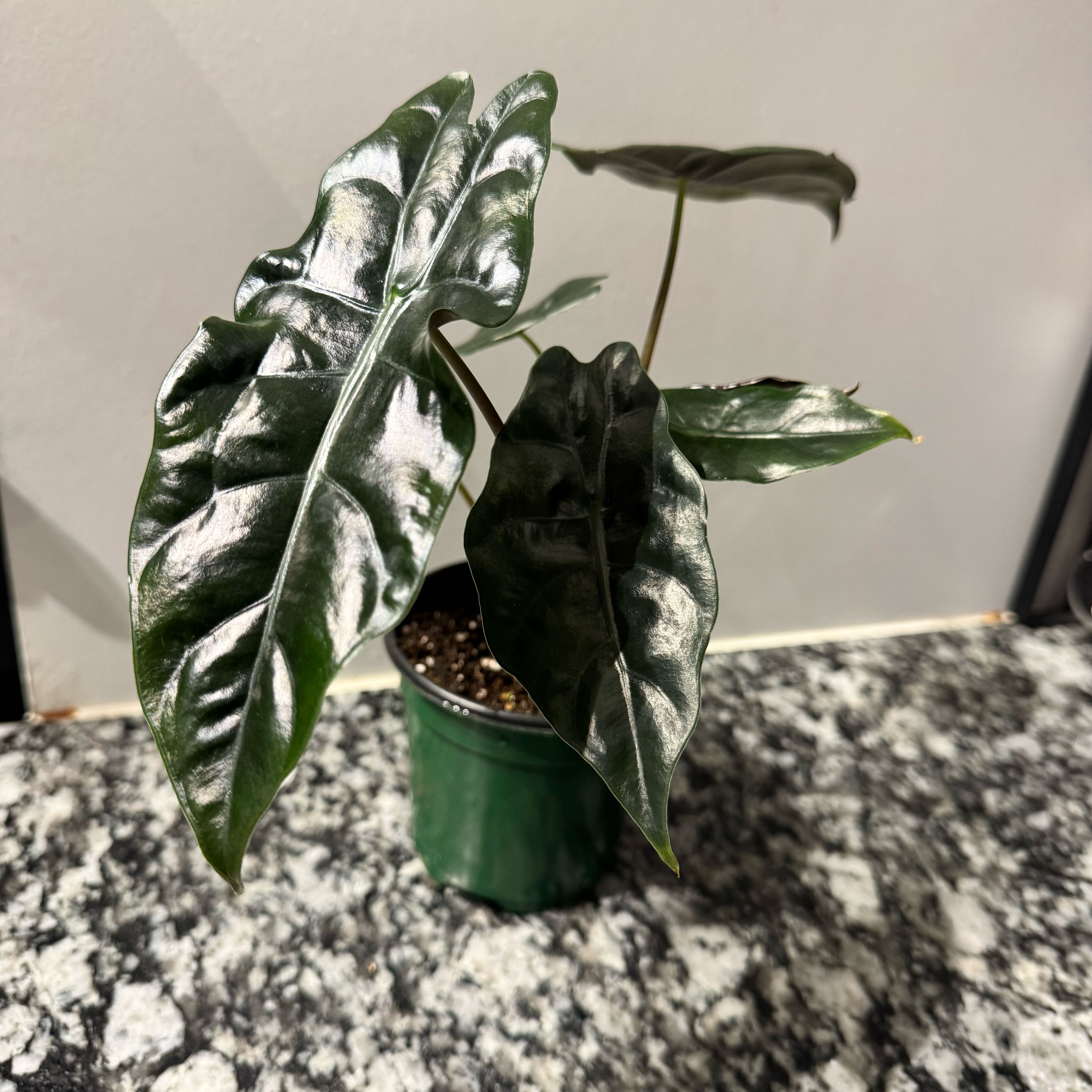 Photo of the plant species Alocasia 'Chantrieri' by @TrueBluebroom named Miley on Greg, the plant care app