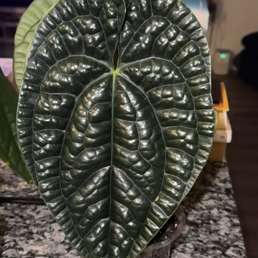 Photo of the plant species Anthurium Luxurians by @TrueBluebroom named Rihanna on Greg, the plant care app
