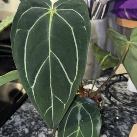 Photo of the plant species Anthurium carlablackiae selfing by @TrueBluebroom named Lola on Greg, the plant care app