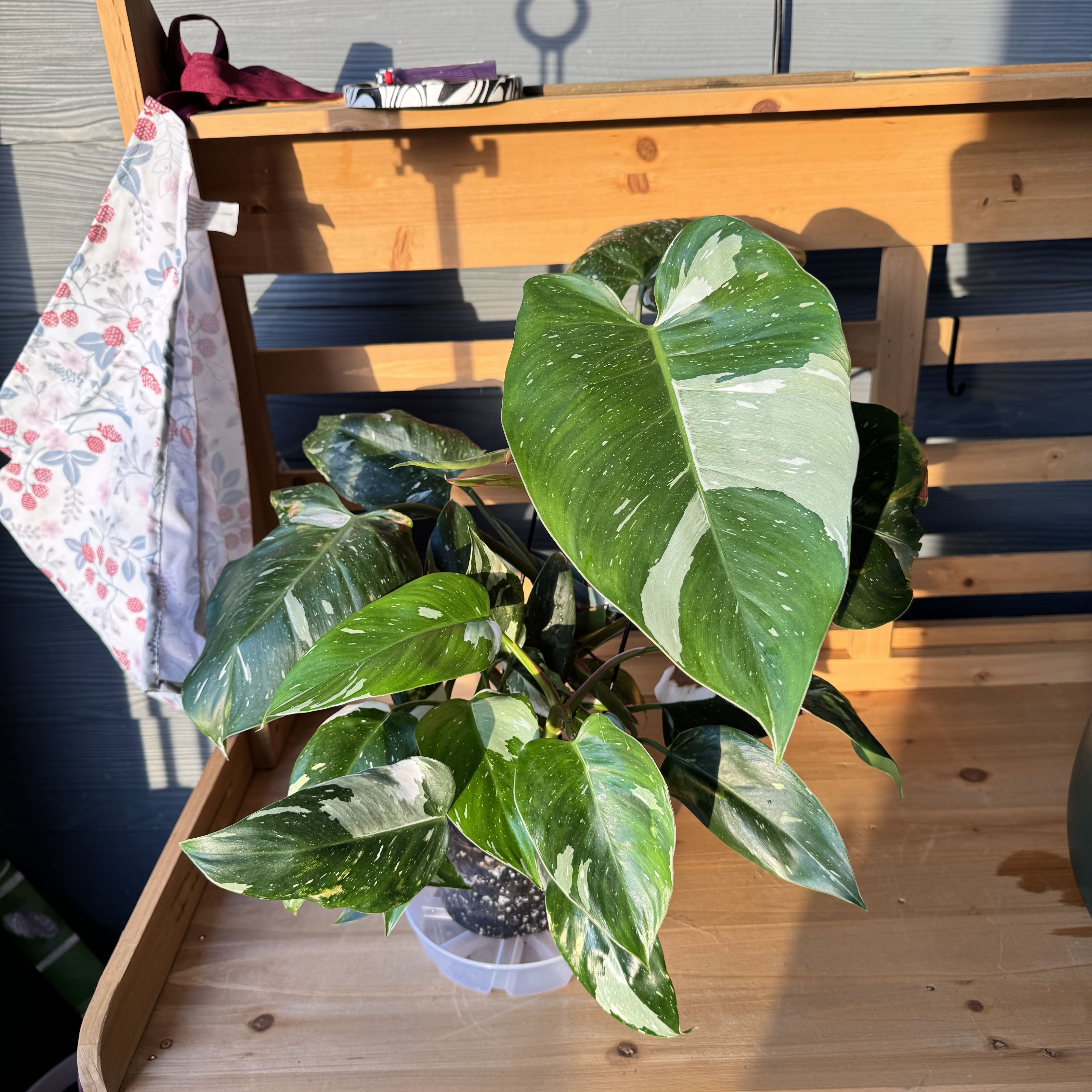Photo of the plant species philodendron white princess by @TrueBluebroom named White Princess on Greg, the plant care app