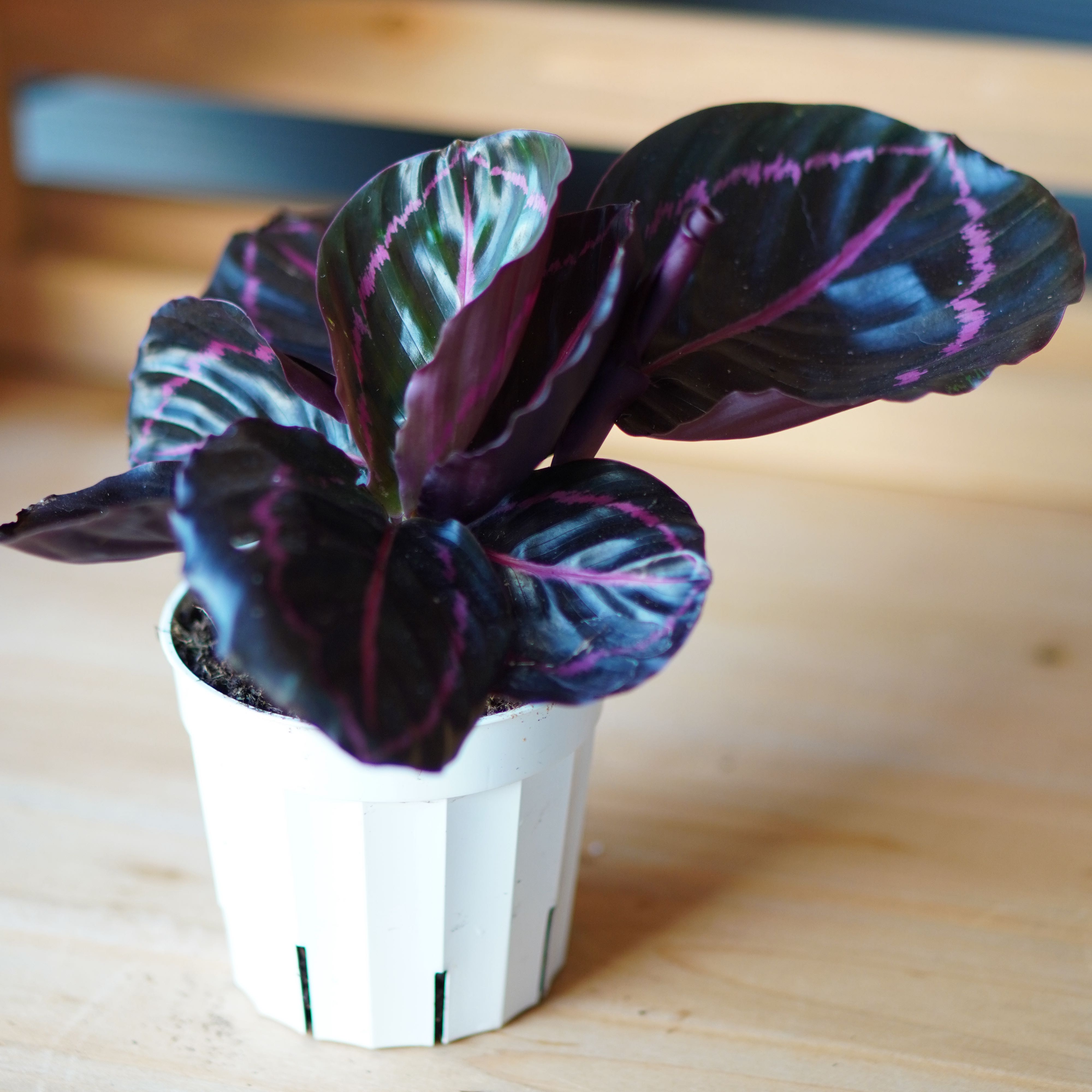 Photo of the plant species Calathea Dottie by @TrueBluebroom named Madonna on Greg, the plant care app