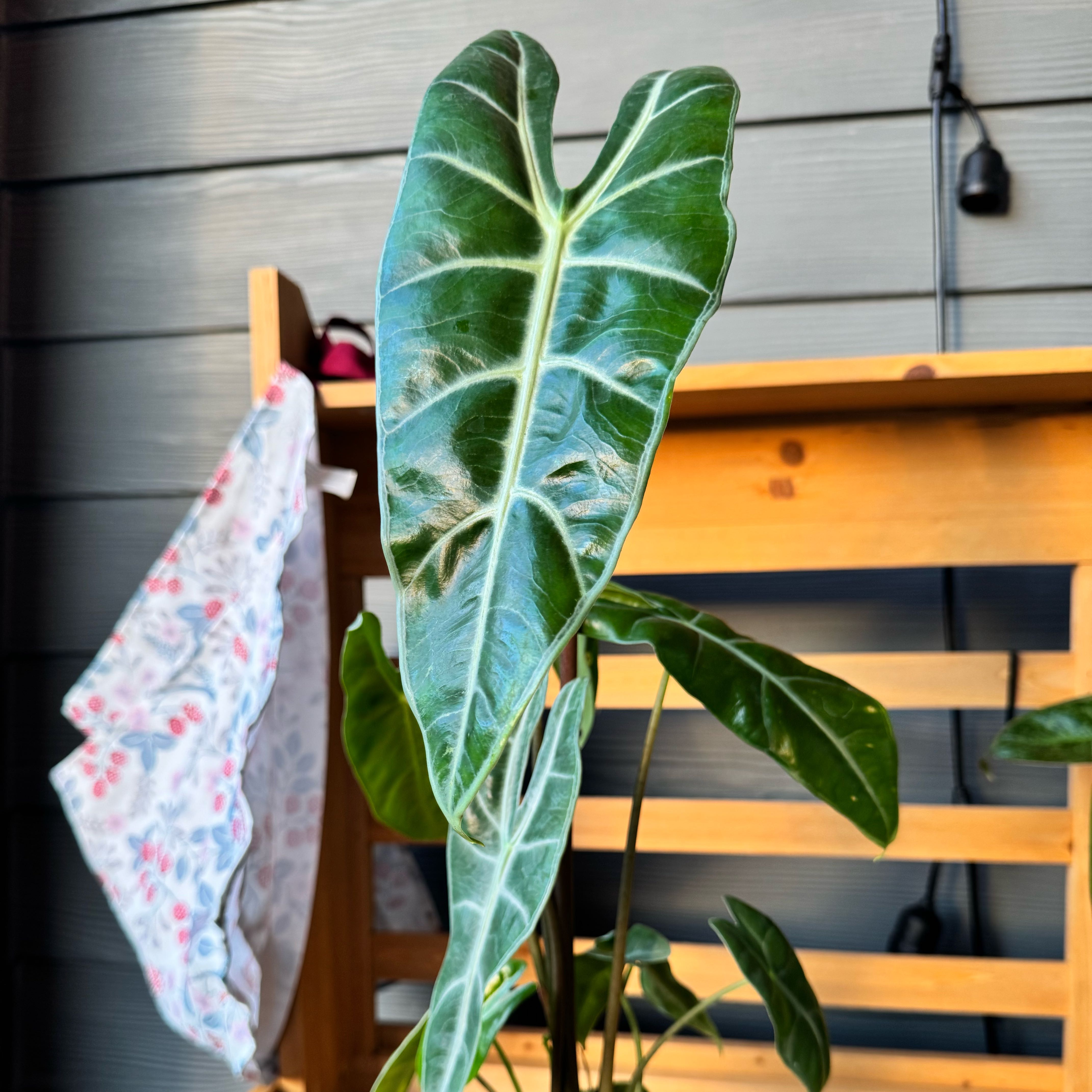 Photo of the plant species Alocasia longiloba by @TrueBluebroom named Harper on Greg, the plant care app