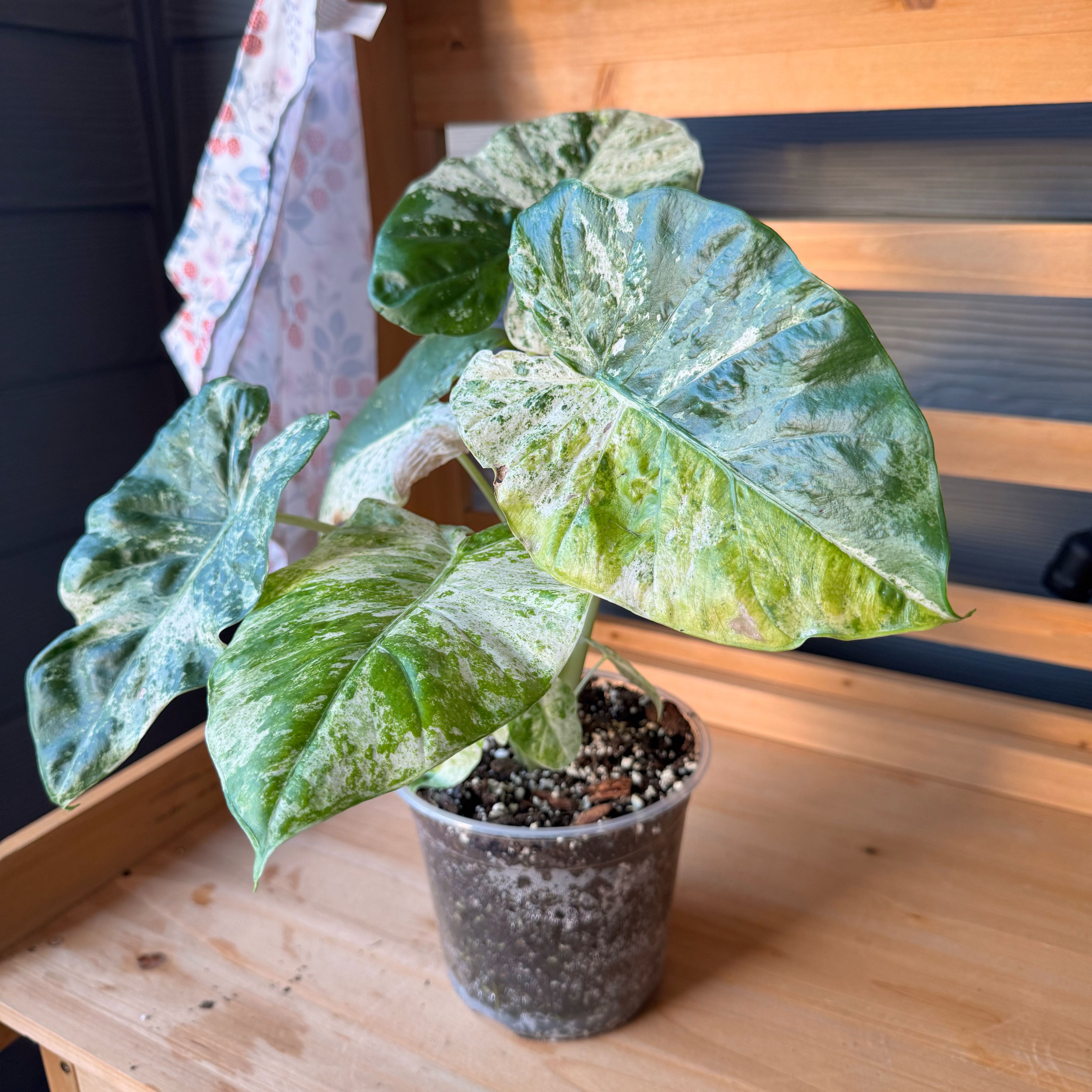 Photo of the plant species Variegated Alocasia by @TrueBluebroom named Batik Adora on Greg, the plant care app