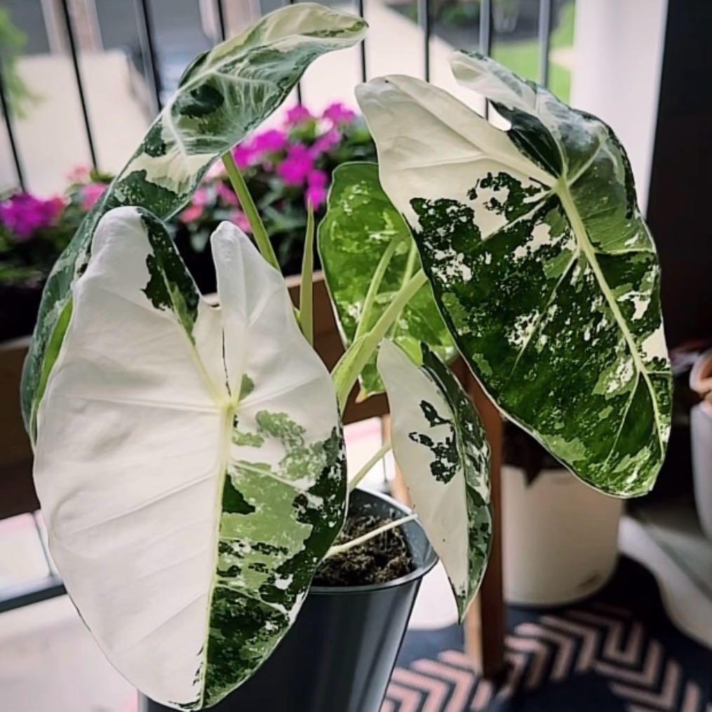Photo of the plant species Variegated Alocasia frydek by @TrueBluebroom named Taylor Swift on Greg, the plant care app