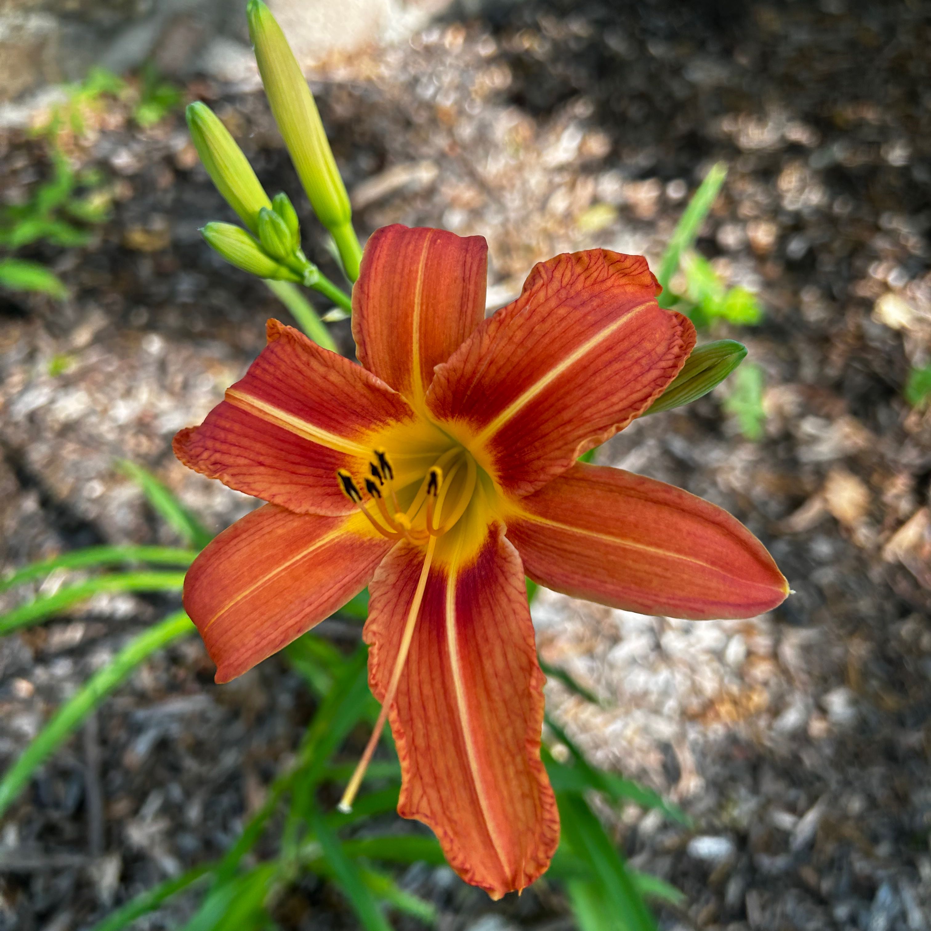 Orange Daylily in full bloom with vibrant orange petals and visible soil background.