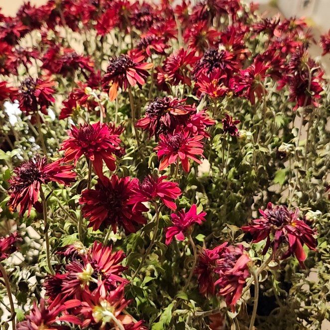 Photo of the plant species Chrysanthemum 'Granata Red' by @VipMoonglow named Delilah on Greg, the plant care app