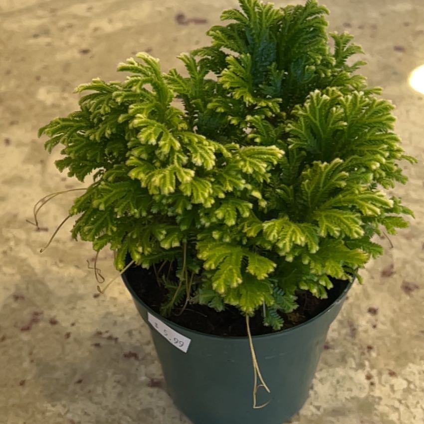 Lush, healthy Selaginella kraussiana Club moss plant in a green nursery pot, with dense vibrant foliage and no signs of disease or distress.