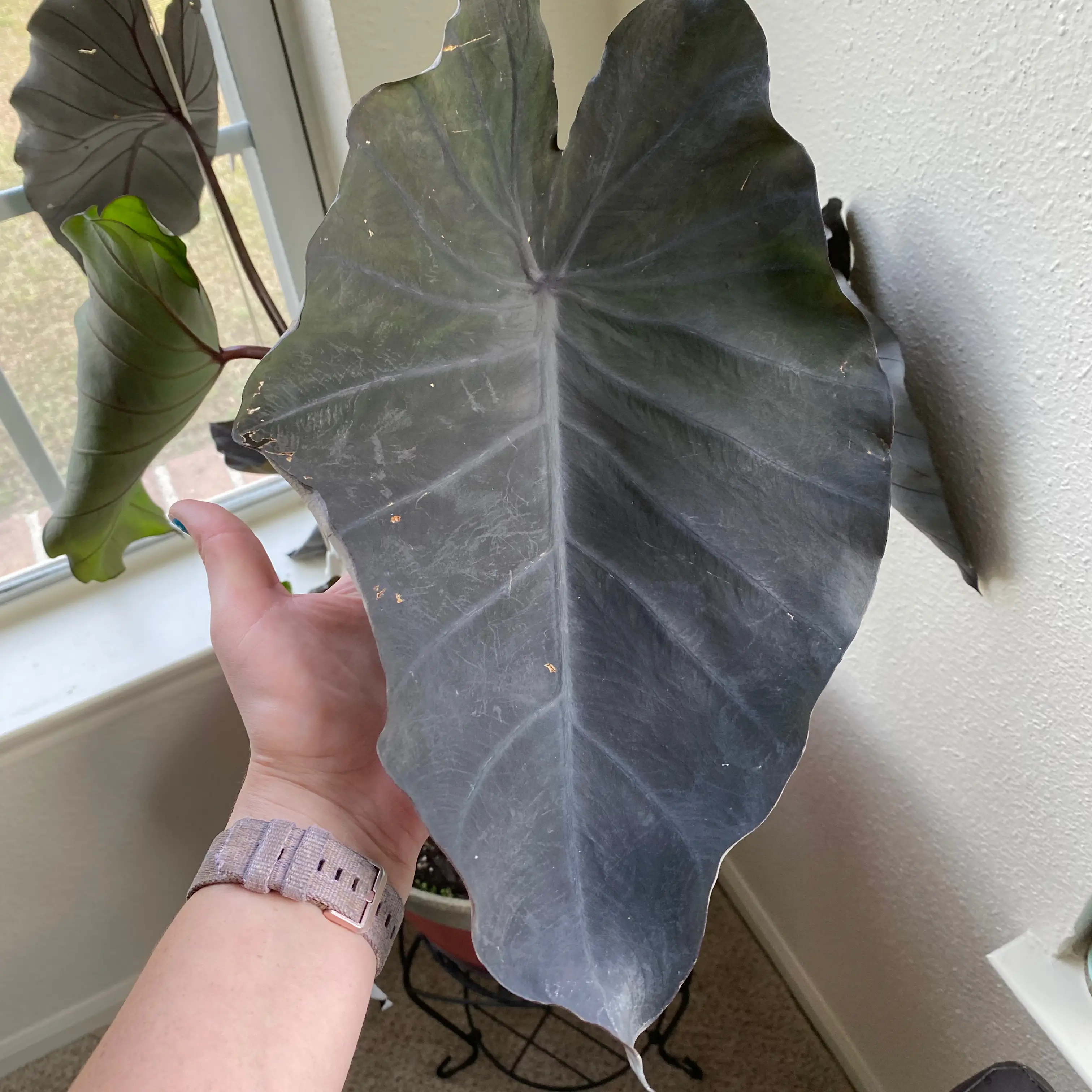 Photo of the plant species Colocasia 'Black Ripple' by @RiverRatRae named Wednesday Addams - Black Elephant on Greg, the plant care app