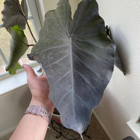 Photo of the plant species Colocasia 'Black Ripple' by Riverratrae named Wednesday Addams - Black Elephant on Greg, the plant care app