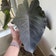 Calculate water needs of Colocasia 'Black Ripple'