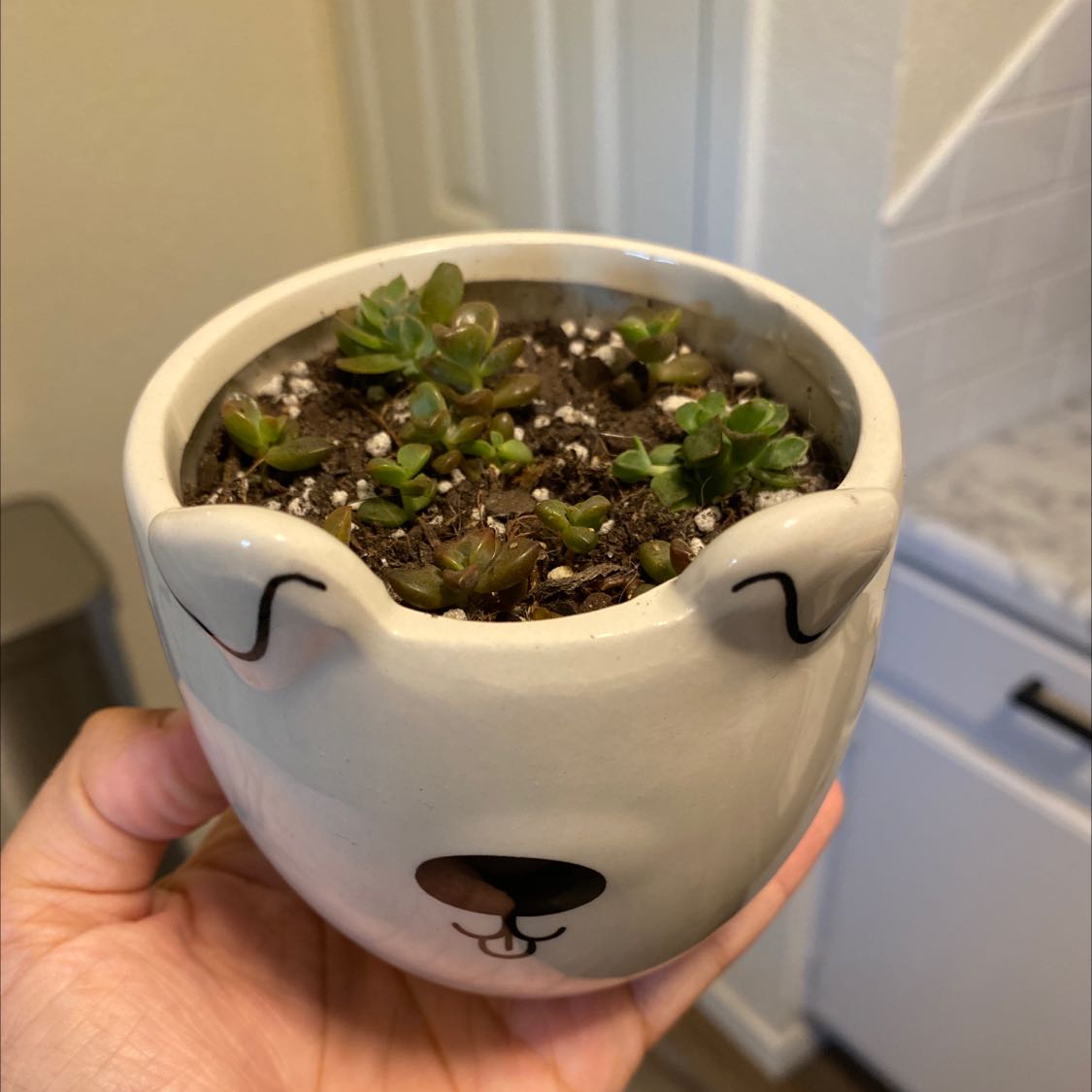 Graptosedum 'Alpenglow' succulent in a decorative pot held by a hand.