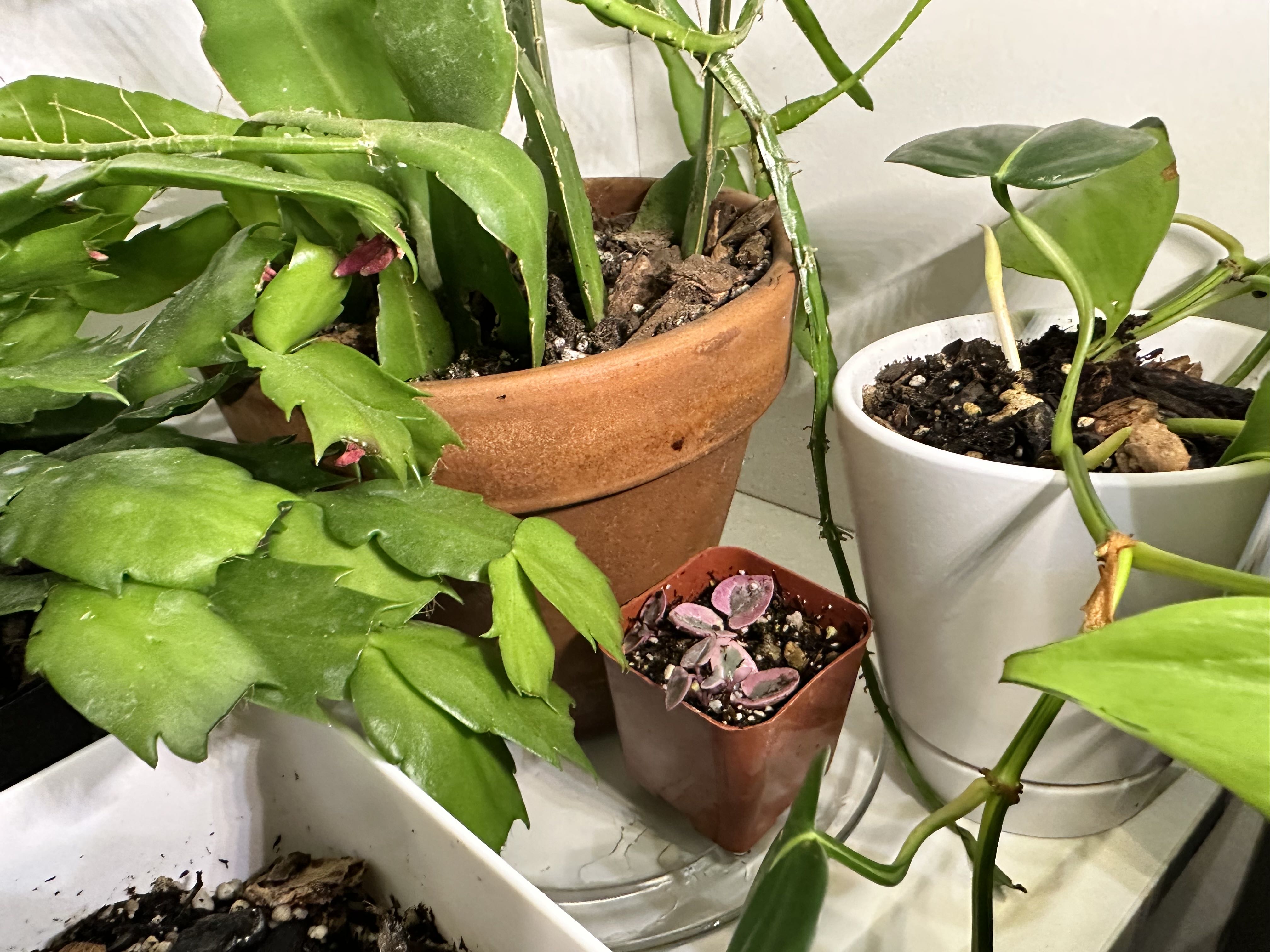 Photo from the post