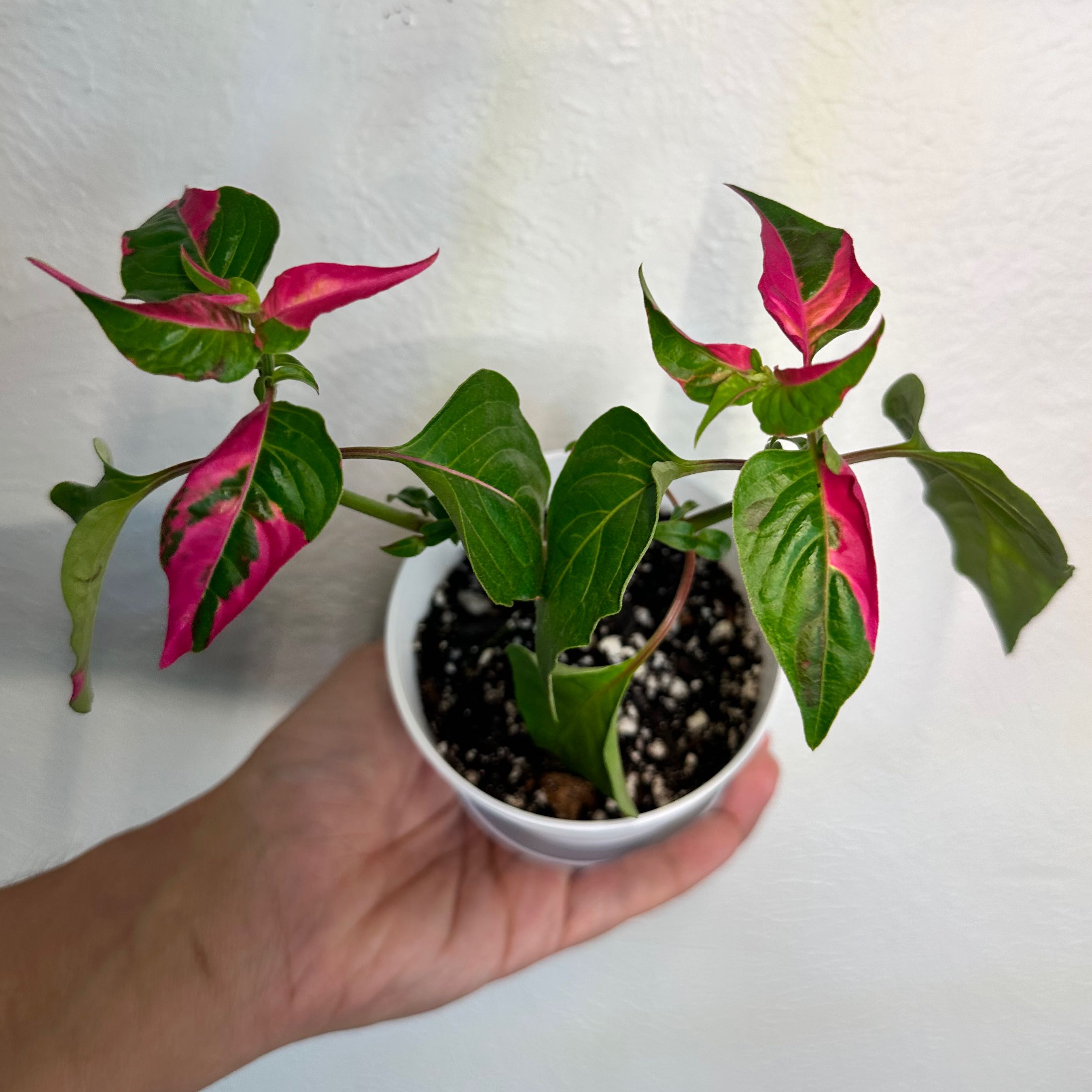 Party Time Alternanthera plant in a white pot with vibrant green and pink leaves.