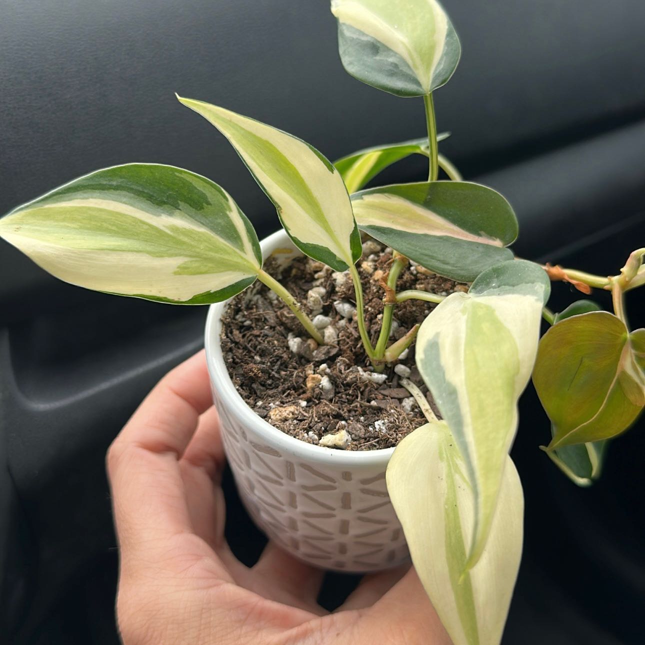 Philodendron 'Cream Splash' plant in a white pot with variegated leaves, held by a hand.