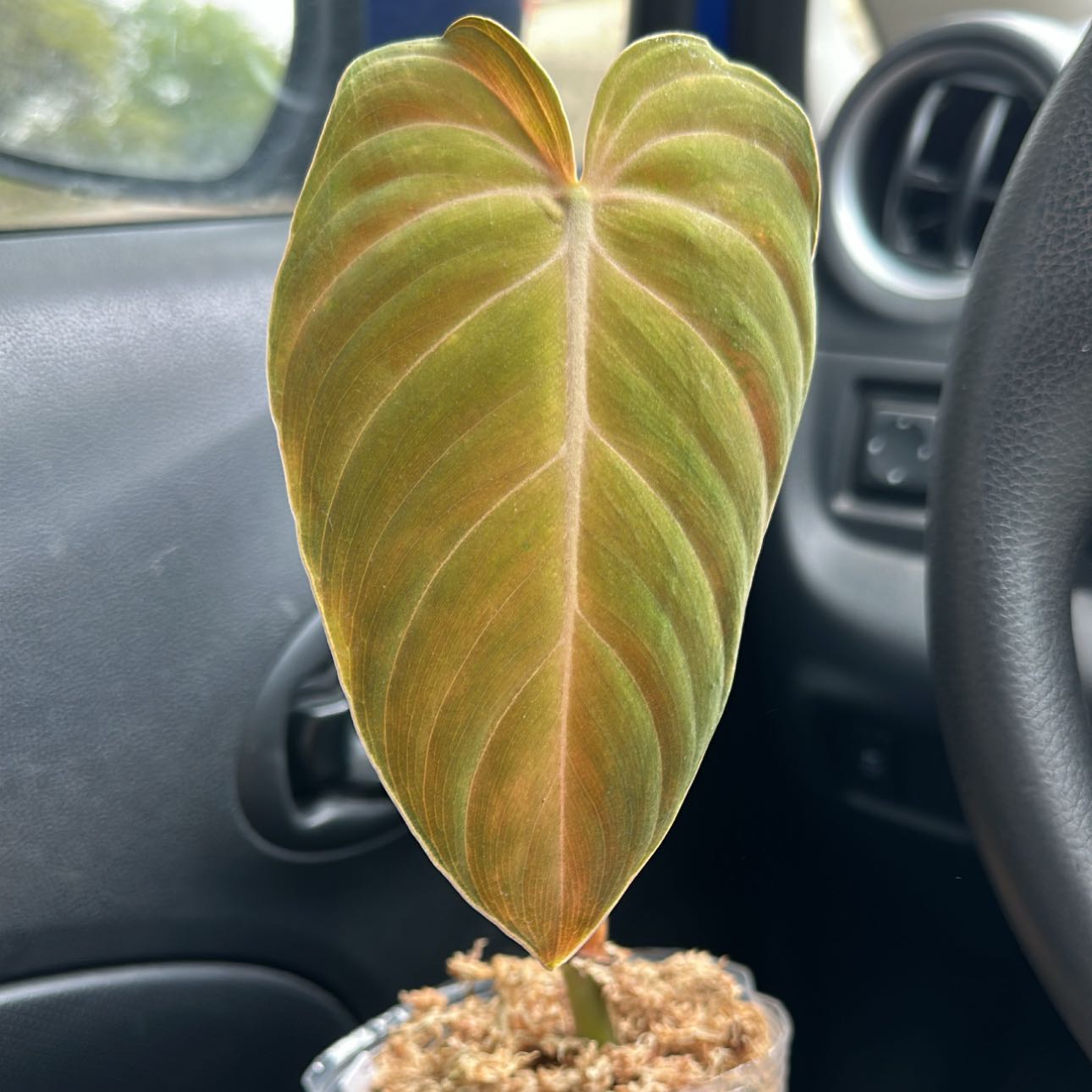 Philodendron 'Glorius' plant with a single healthy leaf in a clear container with visible soil.