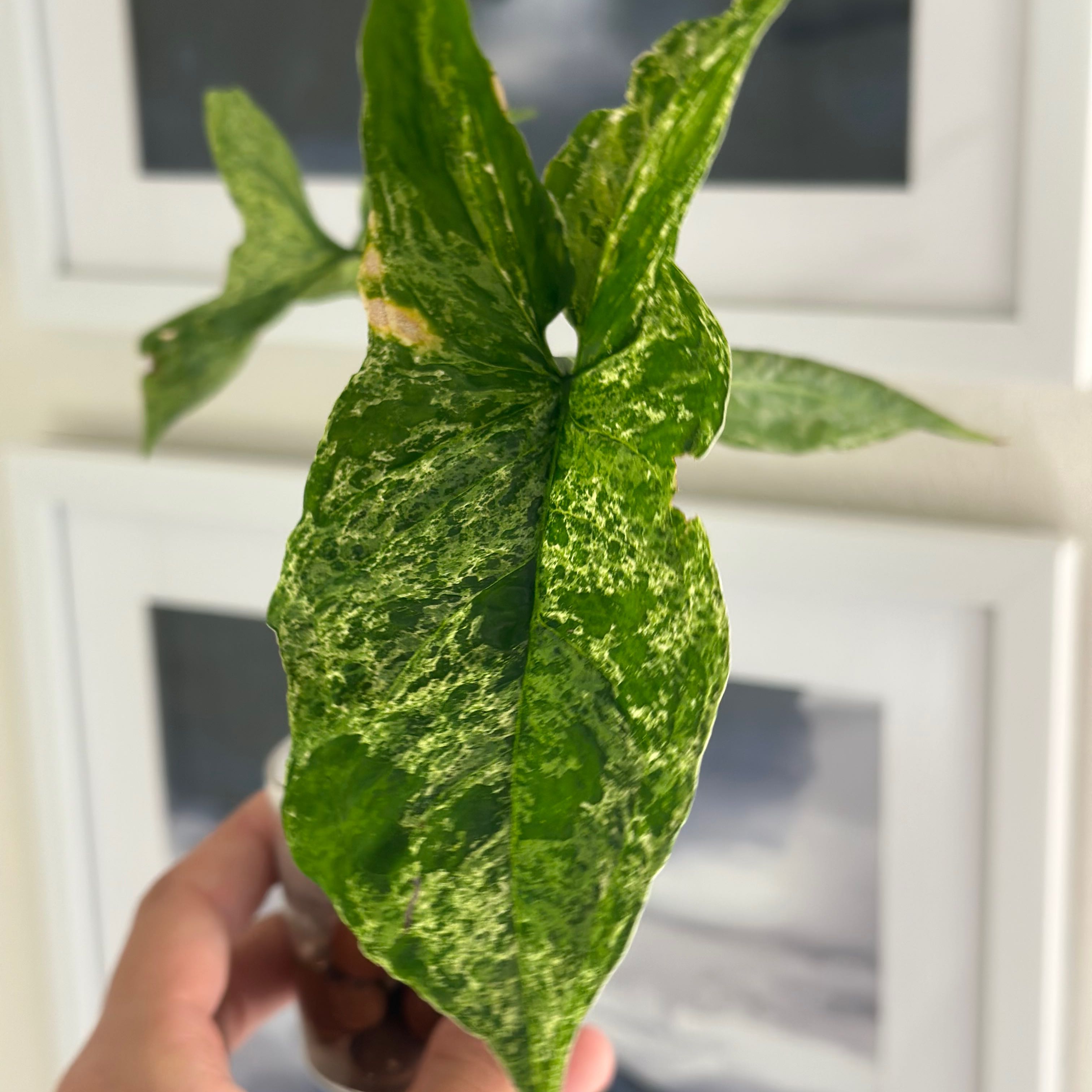Syngonium podophyllum 'Mojito' with variegated green and white leaves, held by a hand.