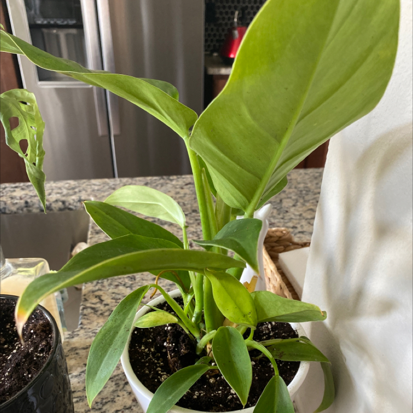 Philodendron 'Imperial Green' plant in a white pot with slight yellowing on one leaf.