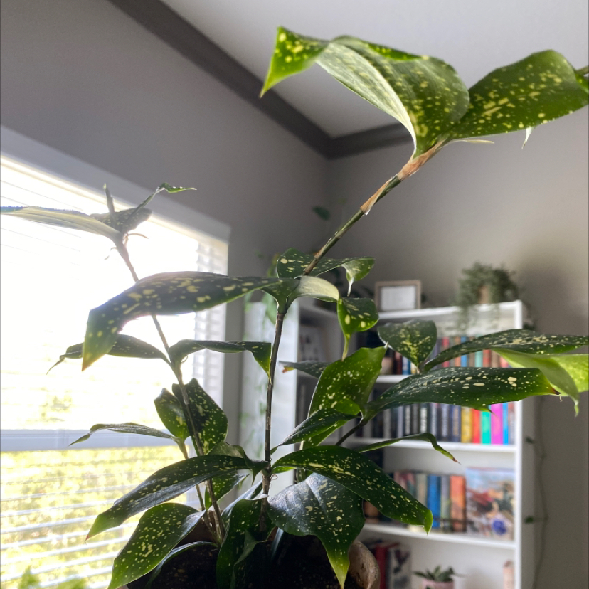 Dracaena 'Florida Beauty' plant with green leaves and yellow spots, indoors near a window.