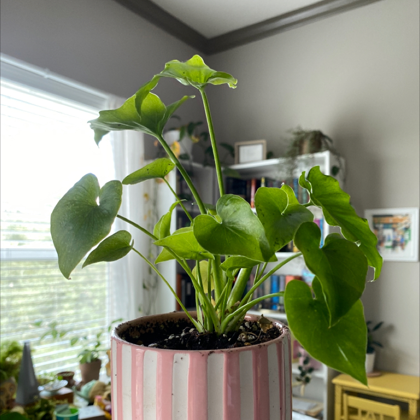 Photo of the plant species Shangri-La Philodendron by @shealenyeah named Shangela on Greg, the plant care app