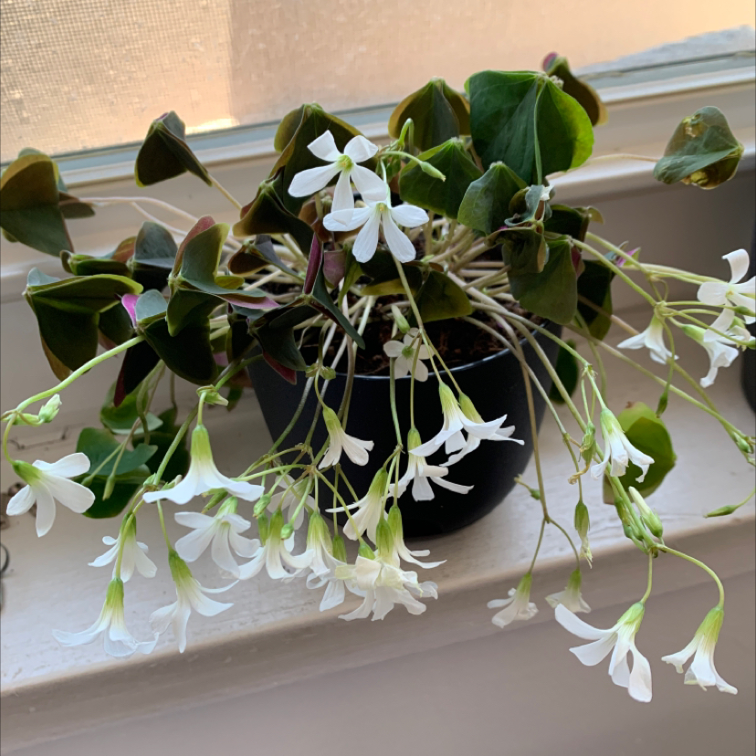 Potted Shamrock plant with white flowers and some wilted leaves on a windowsill.