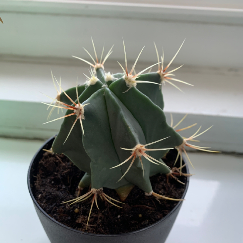 Photo of the plant species Blue Barrel Cactus by @CozyGirl94 named Cody on Greg, the plant care app