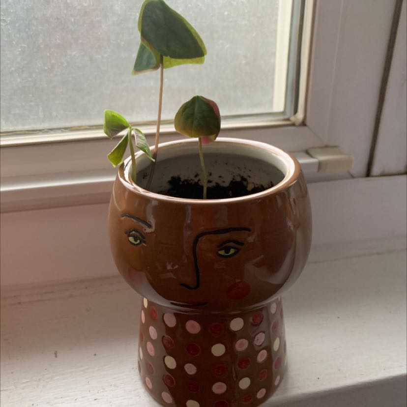 Shamrock plant in a decorative pot on a windowsill with visible soil and drooping leaves.