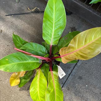 Blushing Philodendron plant in West Point, Virginia