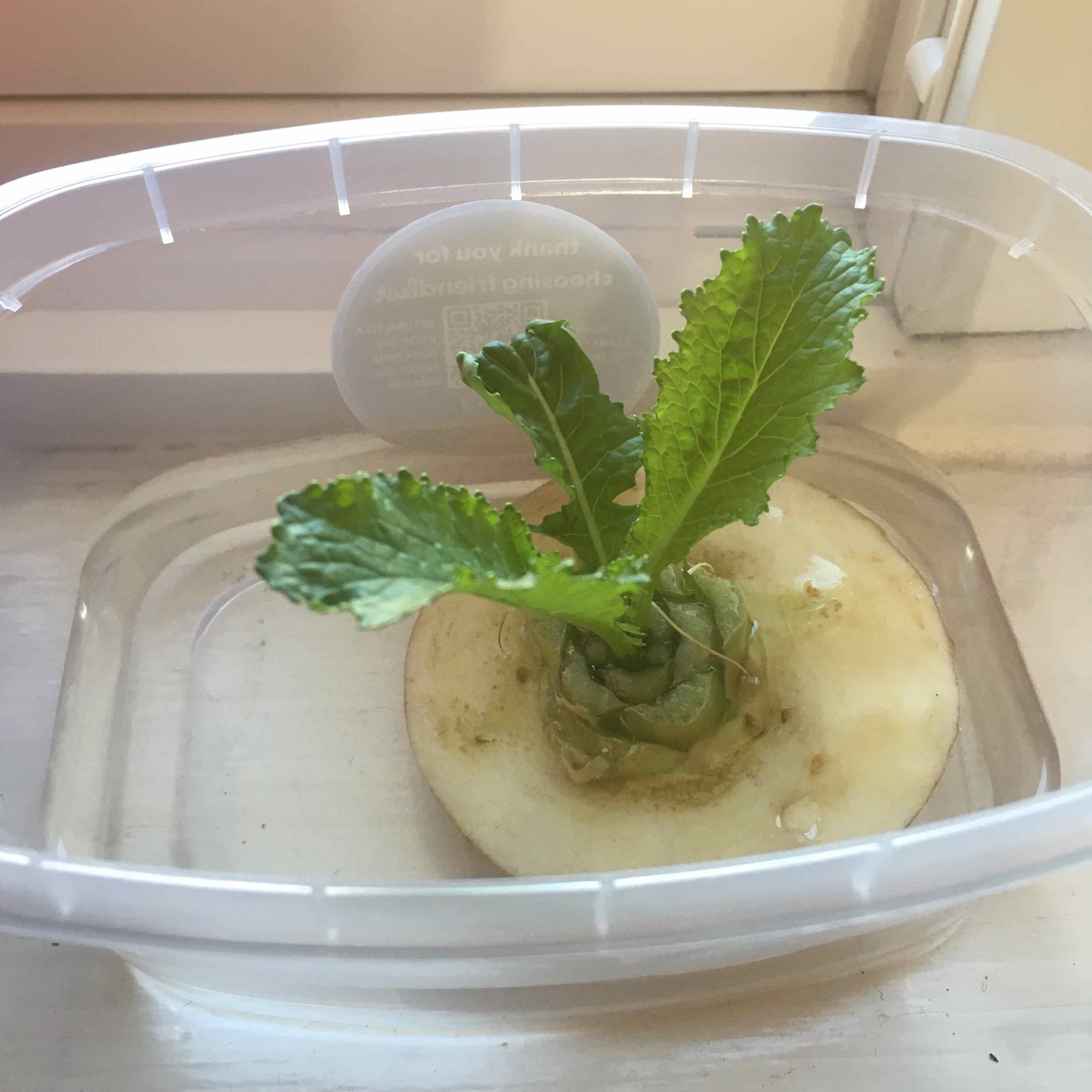 Young Field Mustard plant growing in a small plastic container indoors.