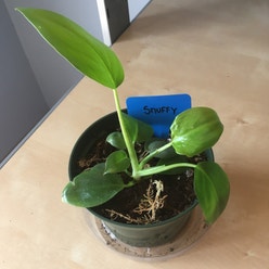 Elephant Ear Philodendron plant