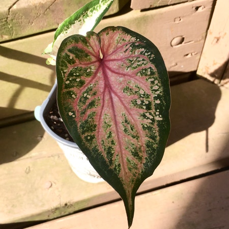 Photo of the plant species Caladium VaVa Violet by Emmybee named Voom on Greg, the plant care app