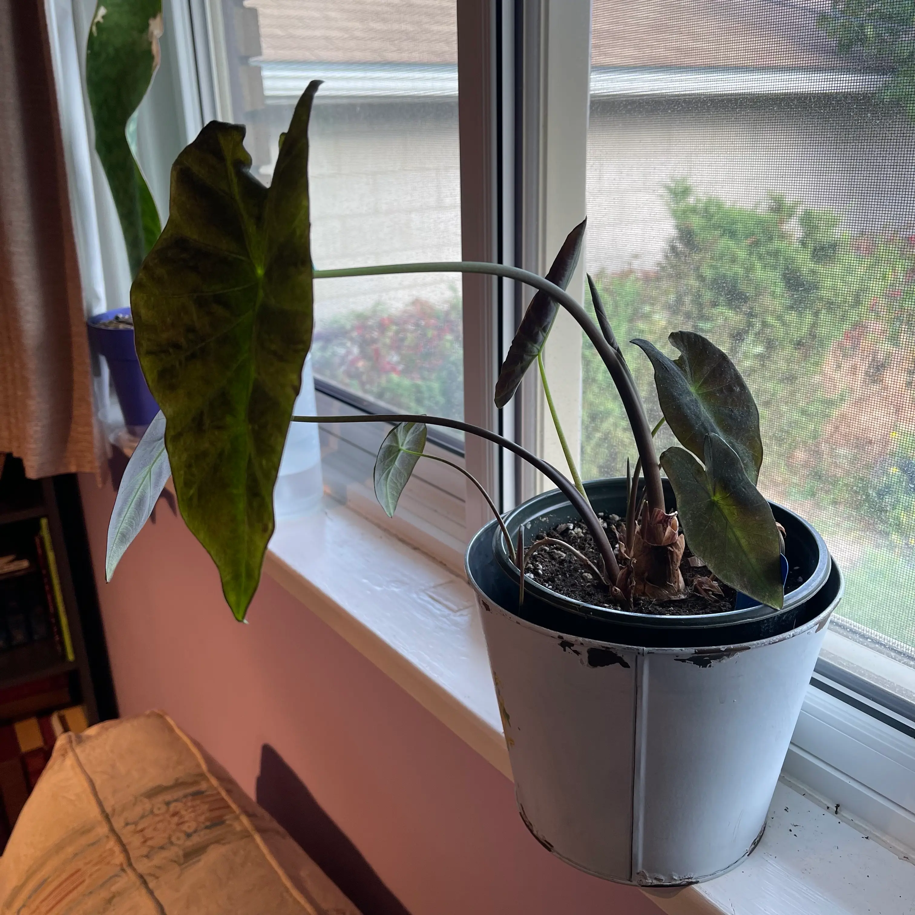 Colocasia 'Black Beauty' plant on a windowsill with some leaf discoloration.
