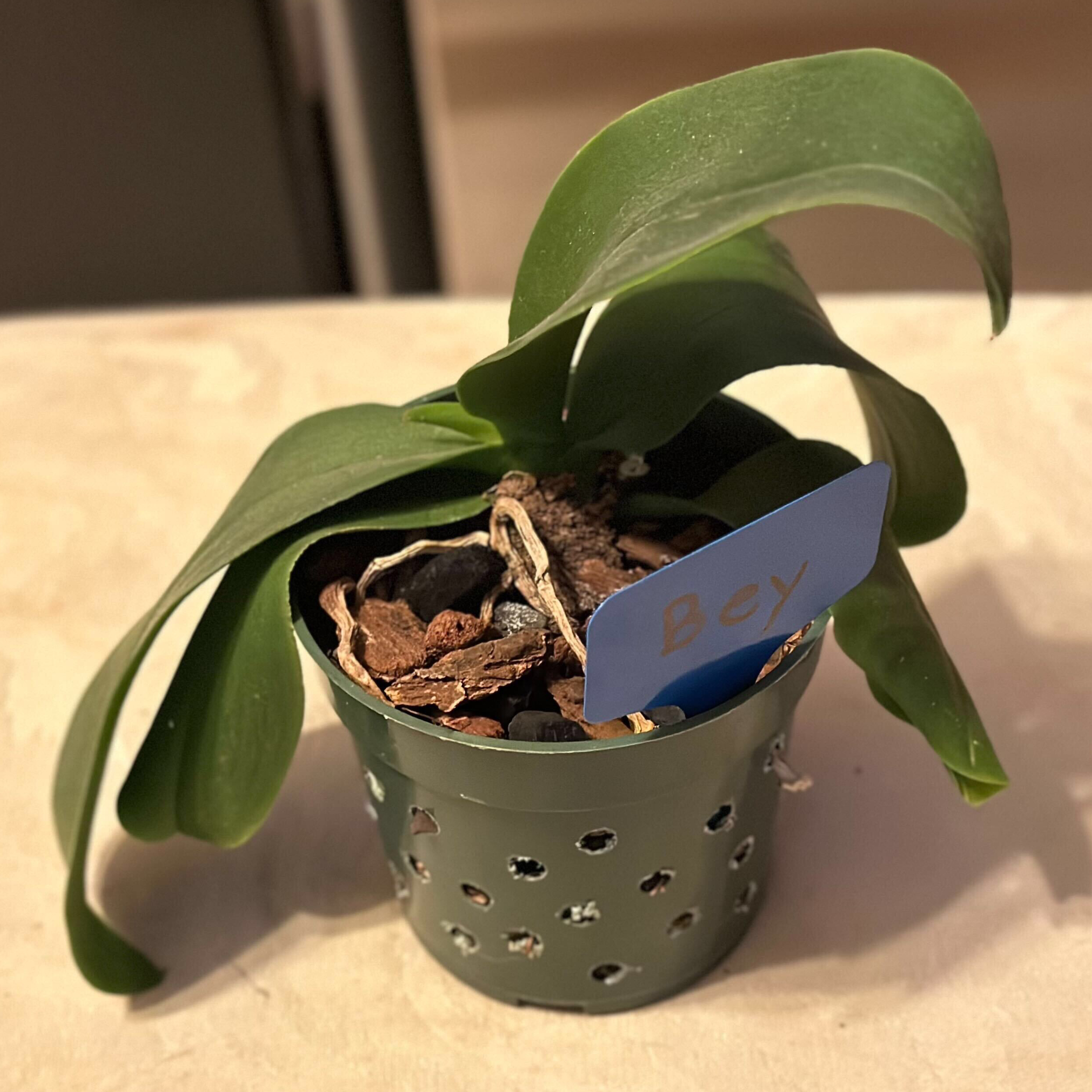Photo of the plant species Chine E Yenlin Orchid by @emmybee named Bey on Greg, the plant care app