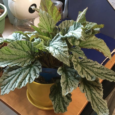 Photo of the plant species Jurassic Dino Greenie Begonia by @emmybee named Park on Greg, the plant care app