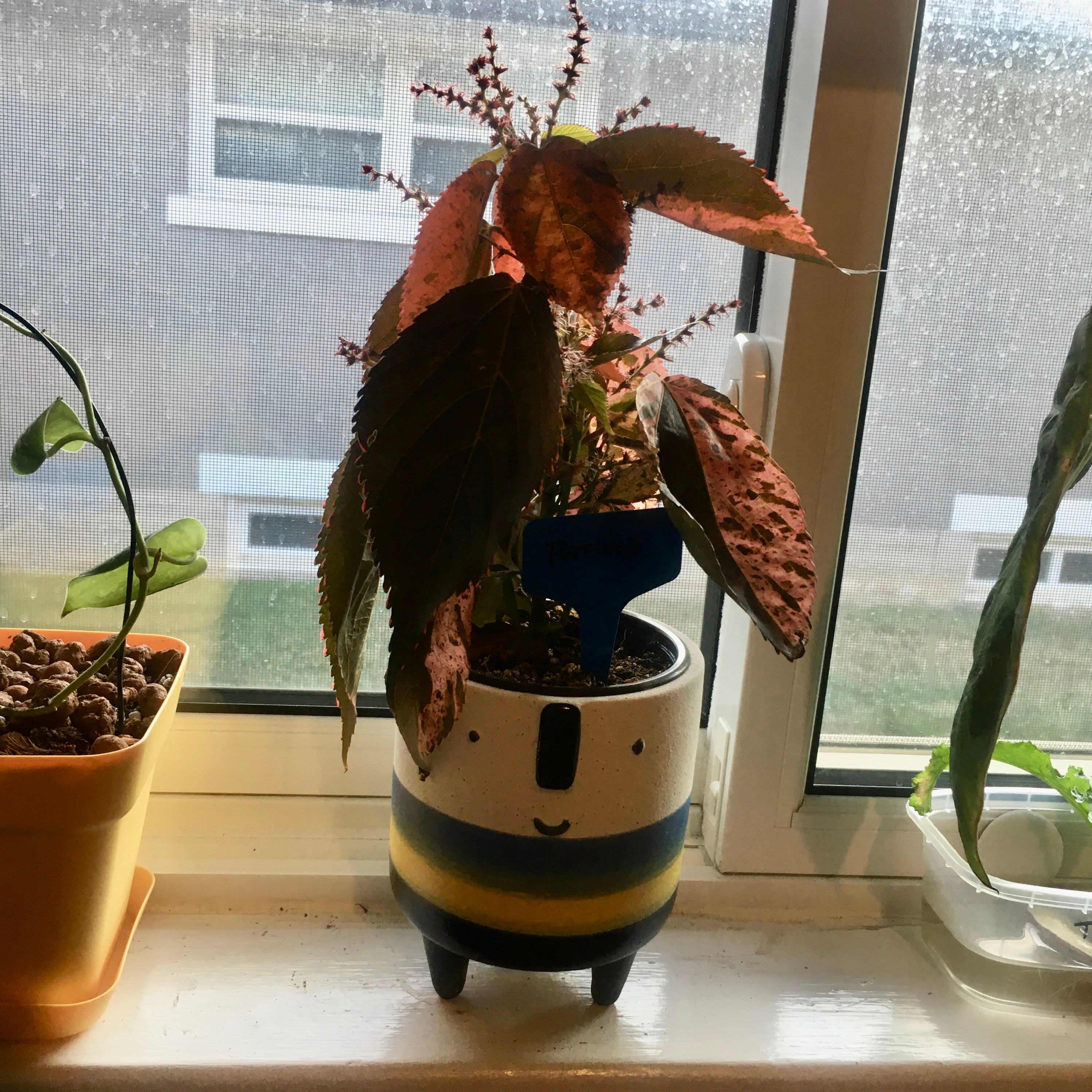 Acalypha 'Petticoat' Plant Care Water, Light, Nutrients Greg App 🌱