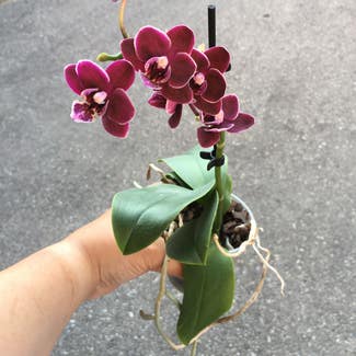 Mini Moth Orchid 'China E Yenlin' plant in Somewhere on Earth