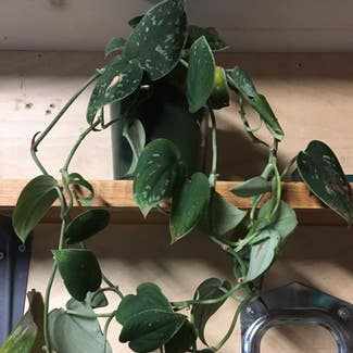 Silver Anne Pothos plant in Somewhere on Earth