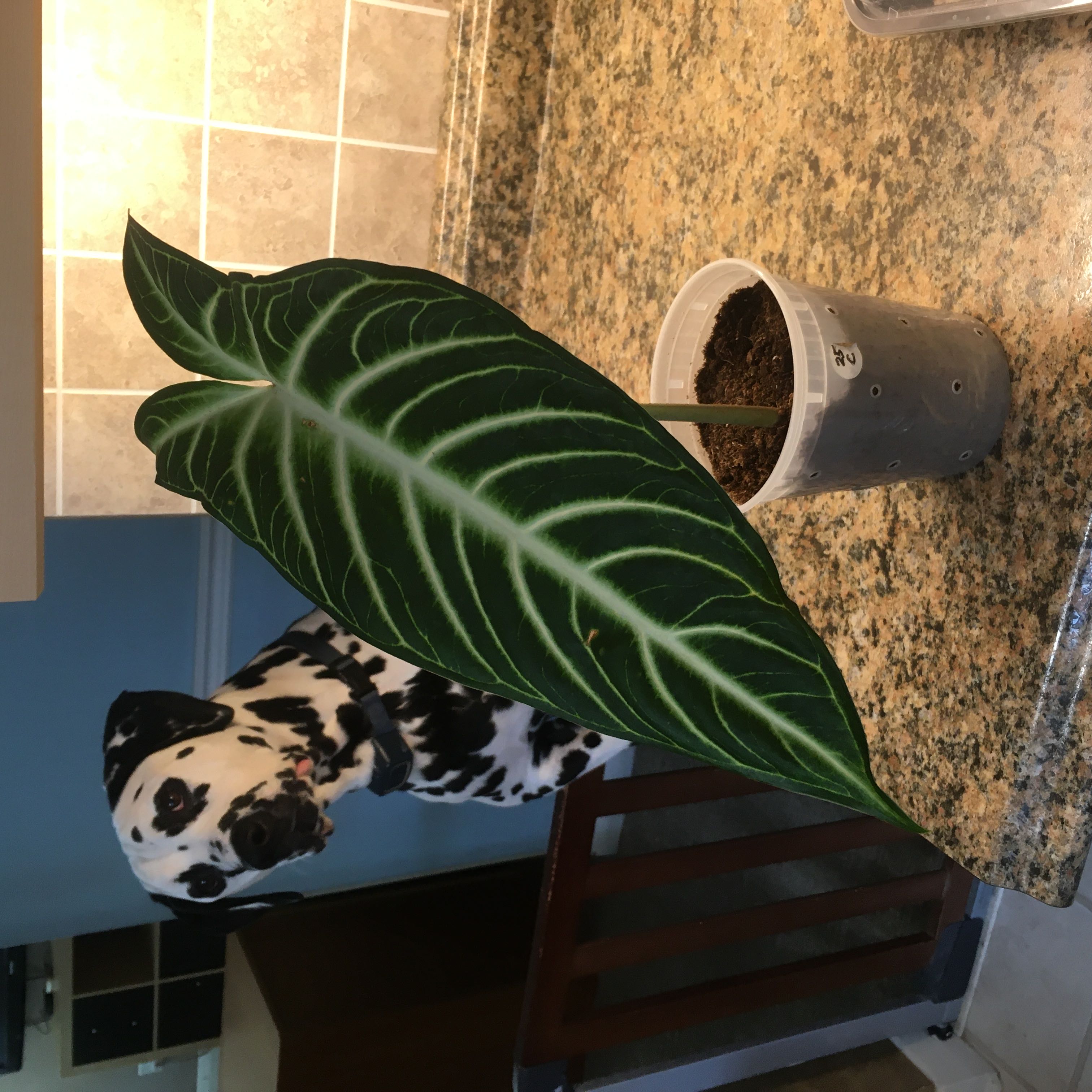 Xanthosoma Angel wings plant with healthy green leaves and visible soil in a pot. A dog is in the background.